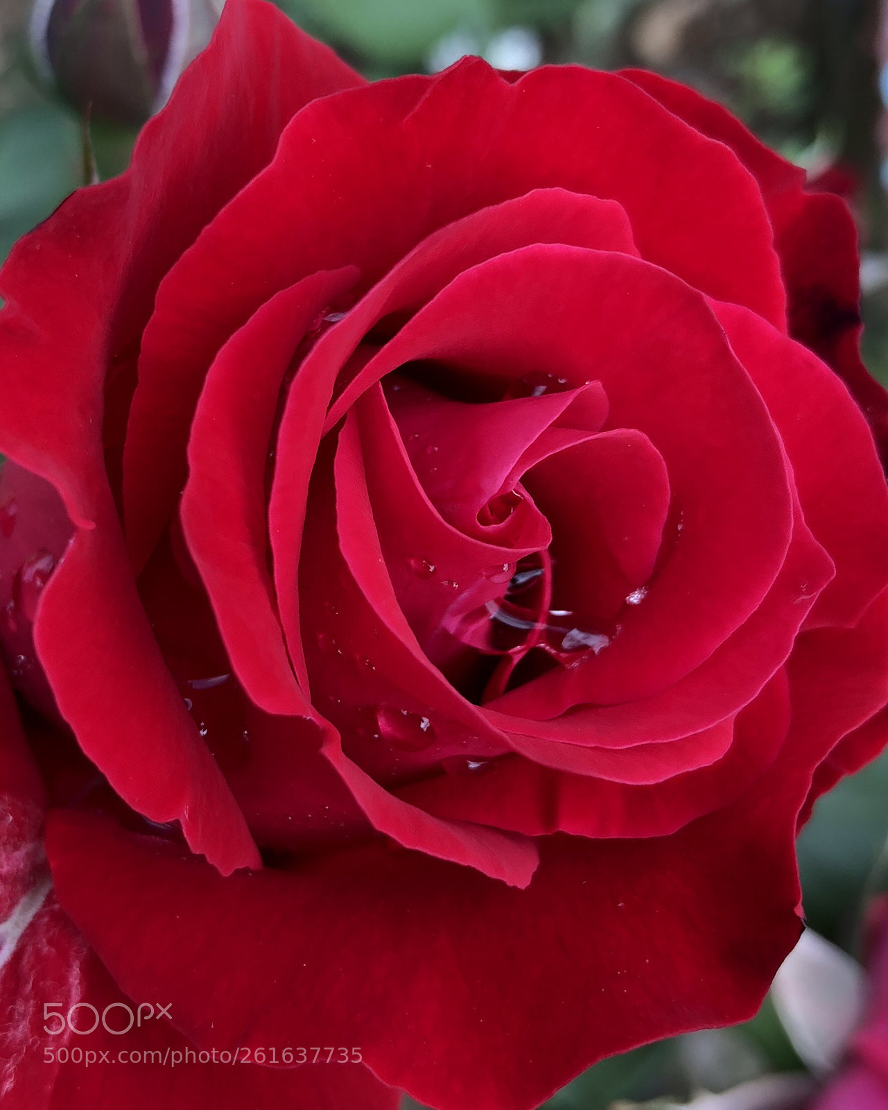 Apple iPhone 8 Plus sample photo. Nature’s beauty  photography