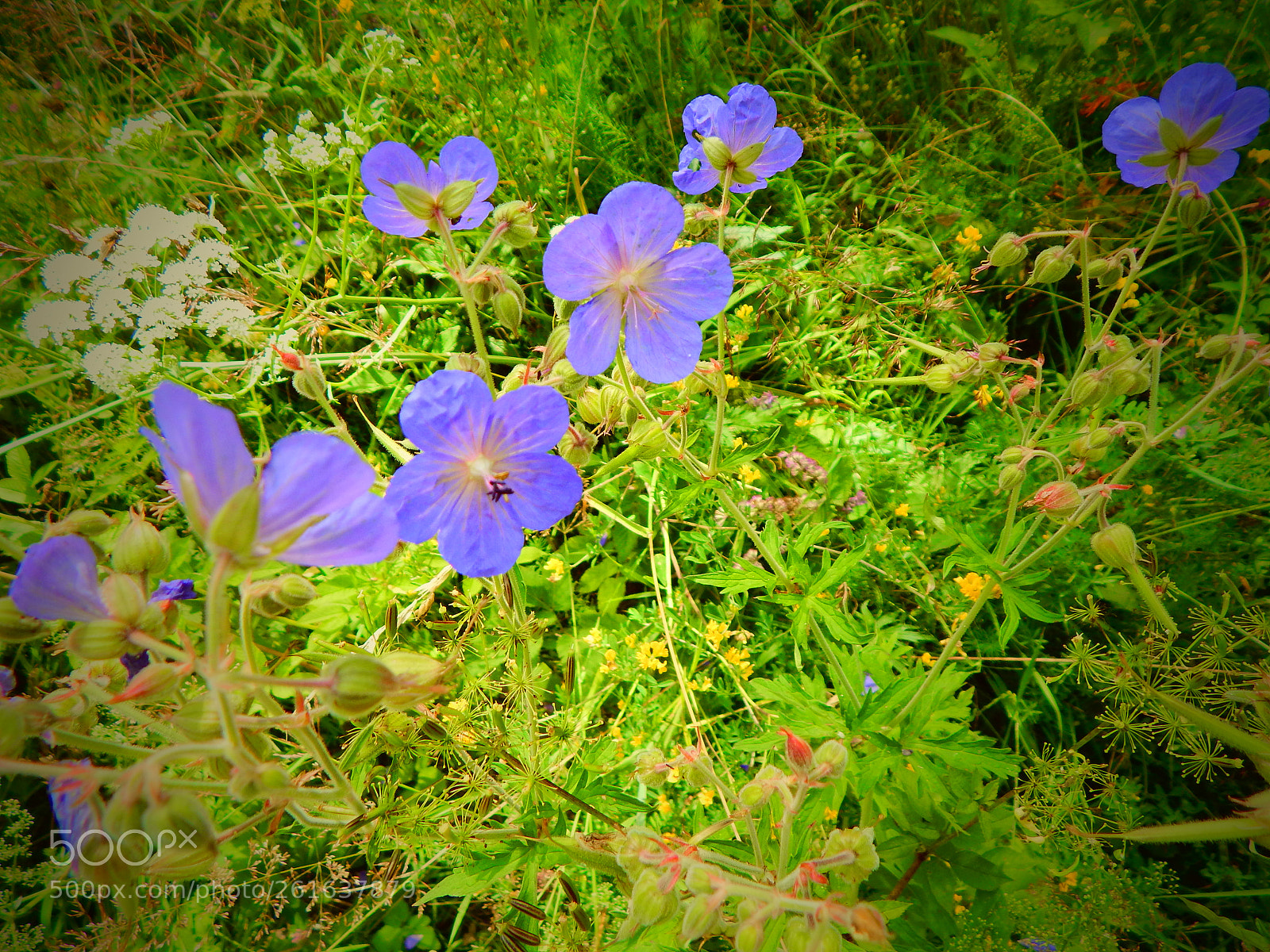 Nikon Coolpix L830 sample photo. Picture photography