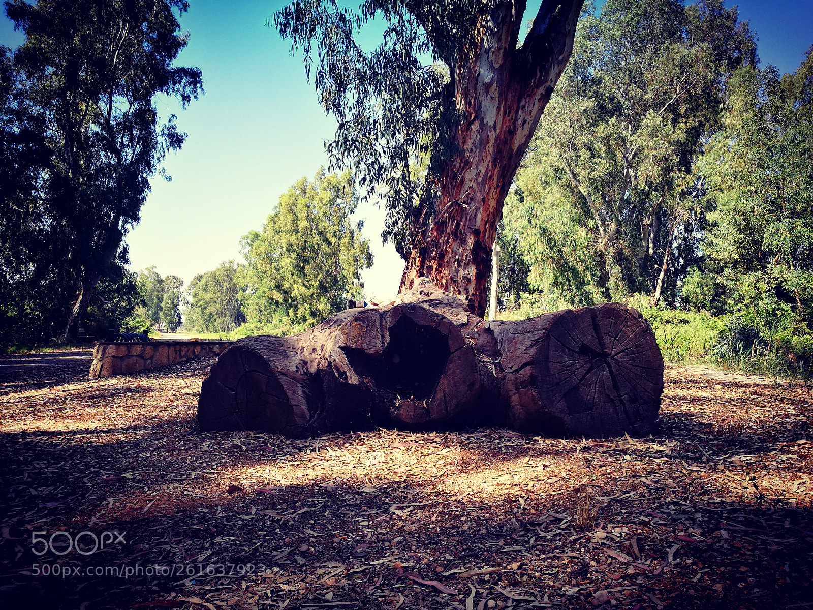 HUAWEI P9 sample photo. Dead eucalyptus  ? trunk photography
