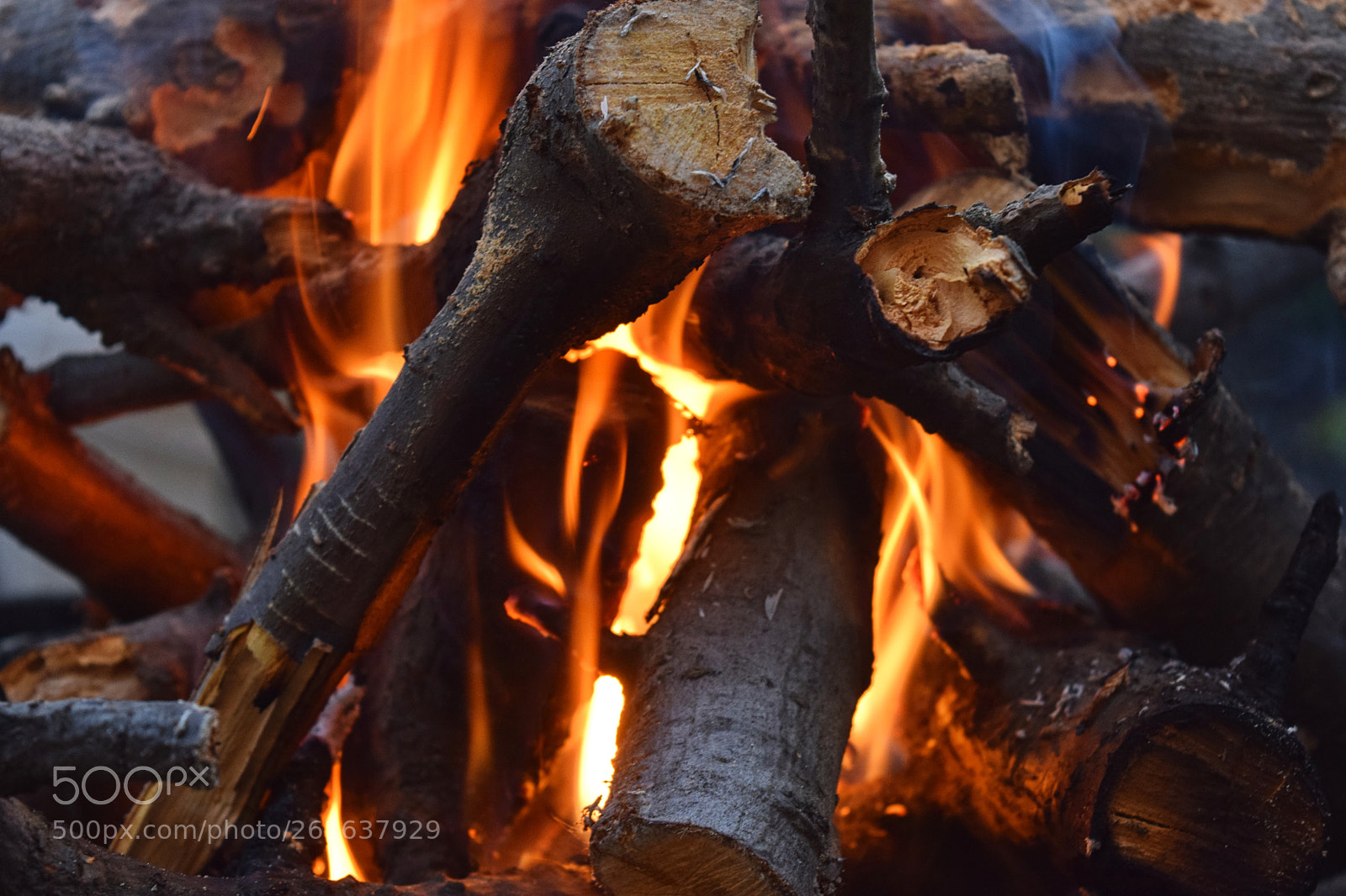 Nikon D3300 sample photo. Fire wood nature photography