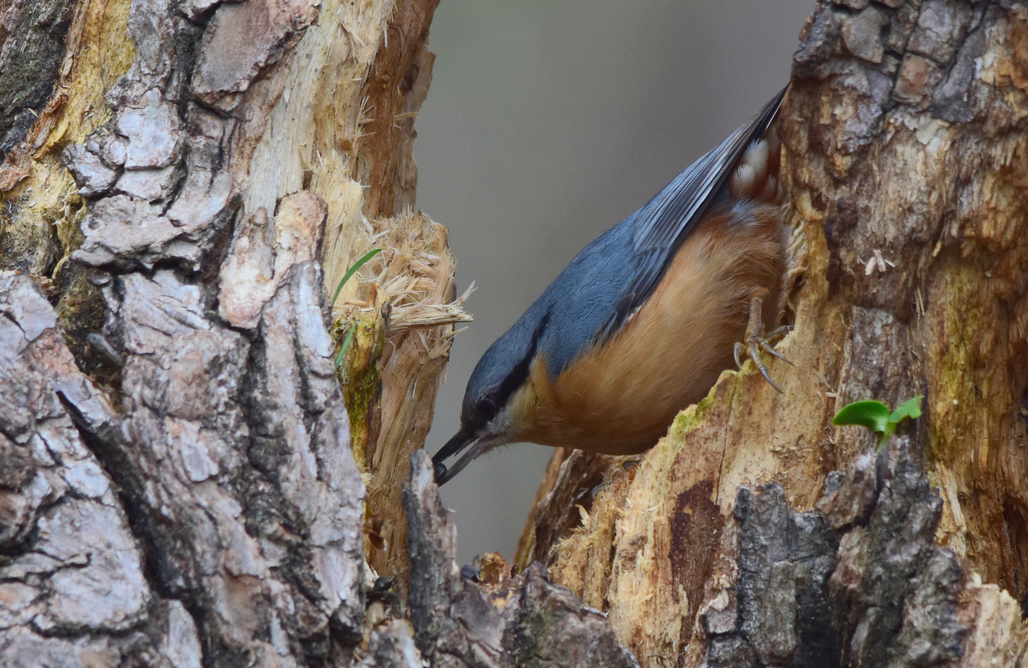 Sigma 150-500mm F5-6.3 DG OS HSM sample photo. Picchio muratore photography