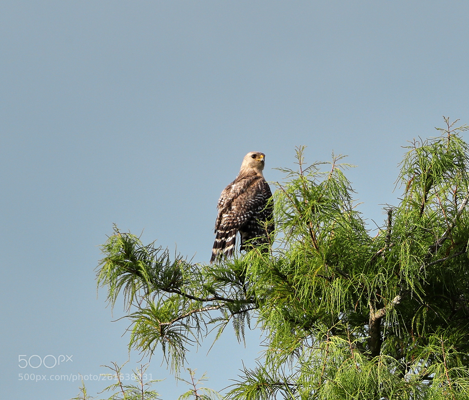Canon EOS-1D X Mark II sample photo. 06-10-18-0022133.jpg photography