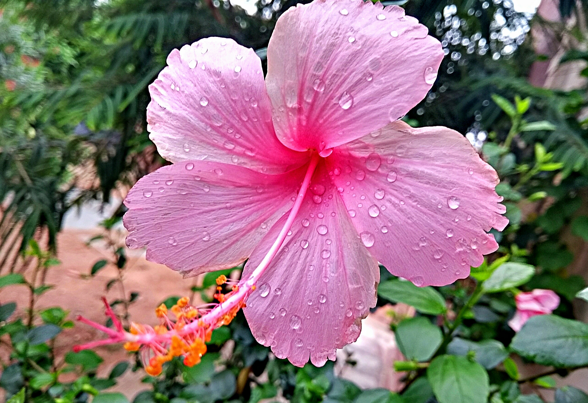 Motorola Moto G (5th Gen) sample photo. Amour photography