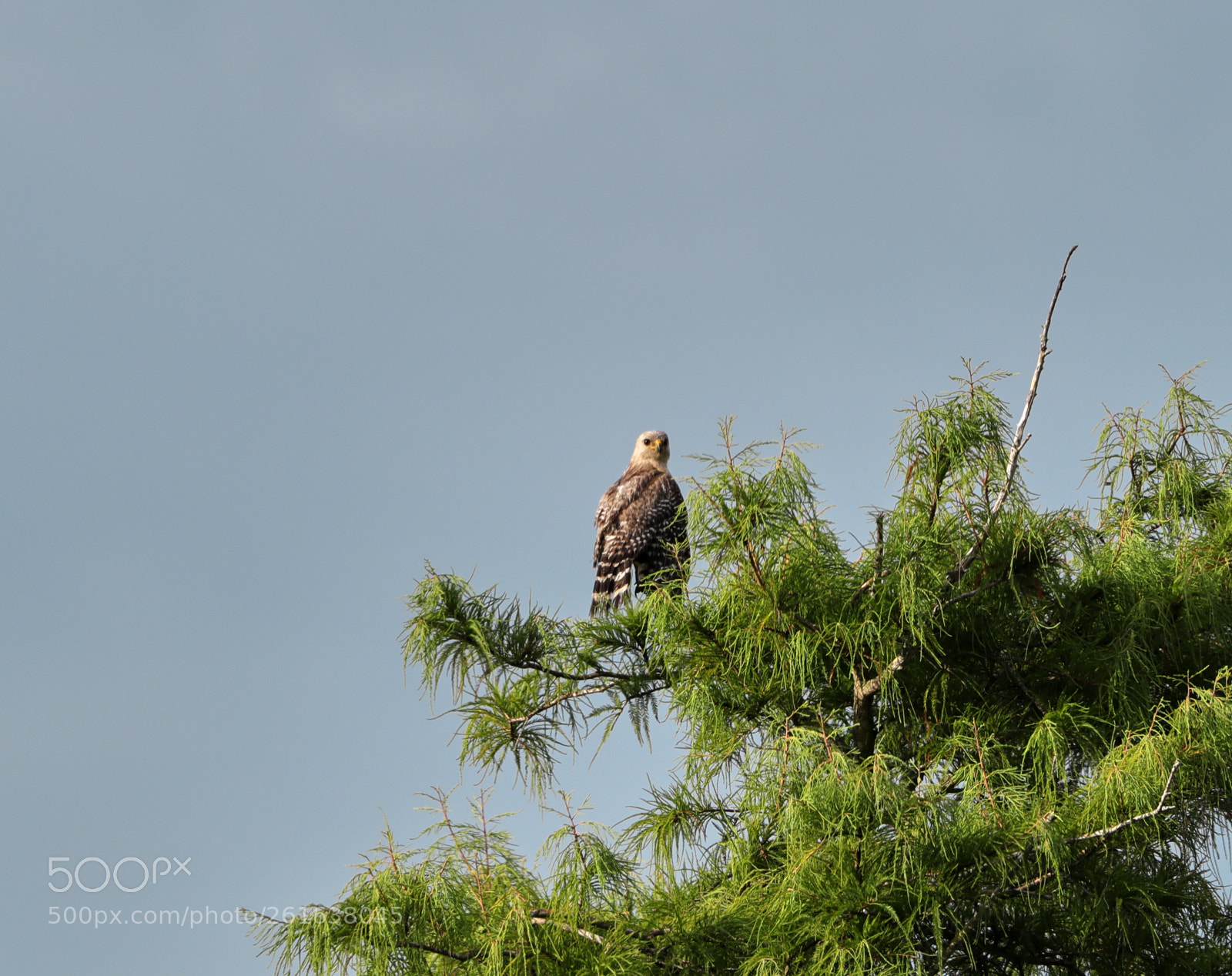 Canon EOS-1D X Mark II sample photo. 06-10-18-0022130.jpg photography