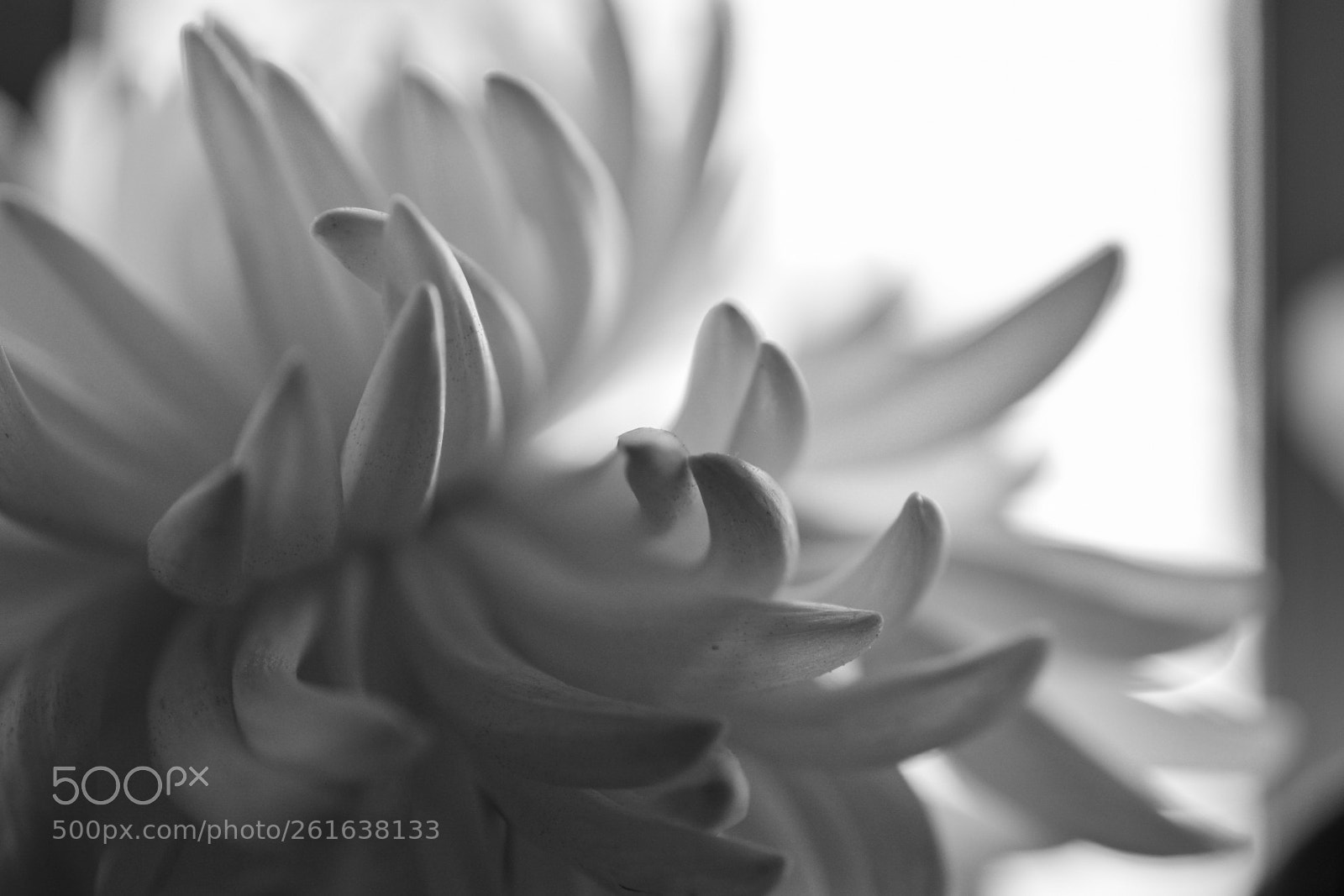 Nikon D5200 sample photo. Chrysanthemum photography