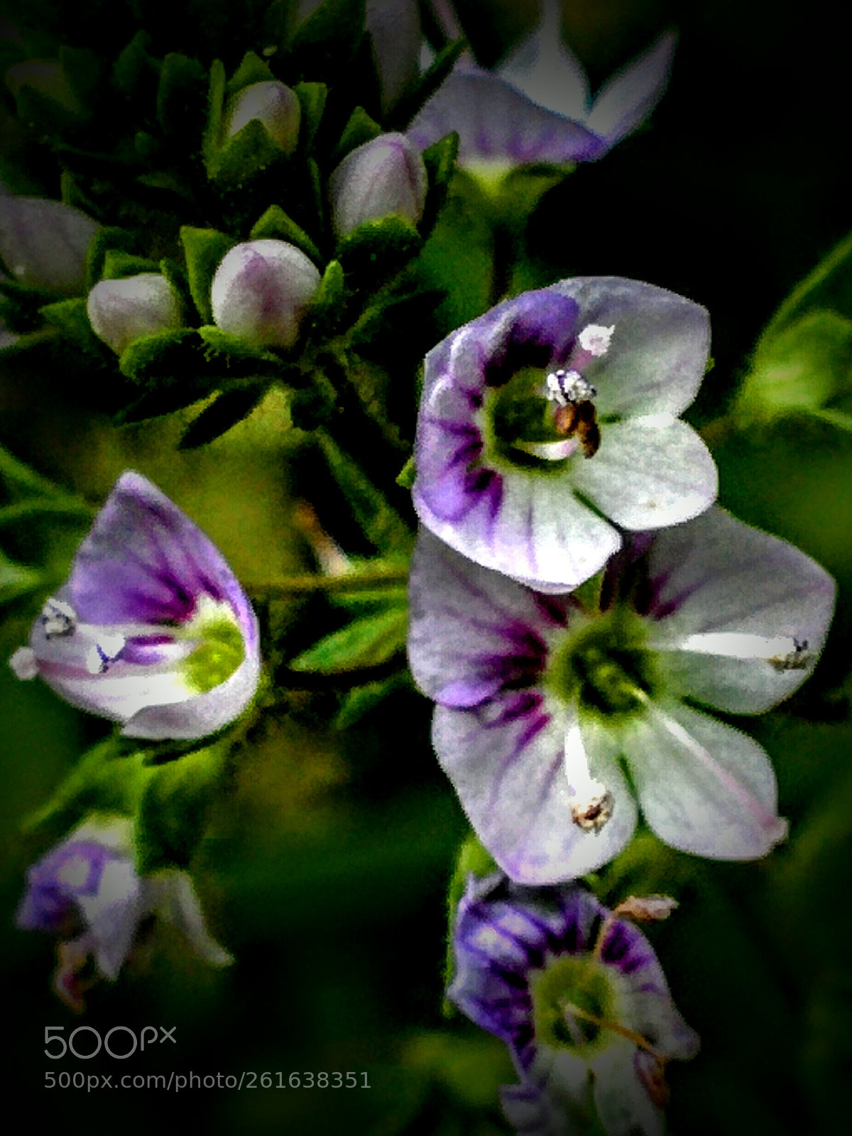 LG Nexus 5 sample photo. Veronica americana photography