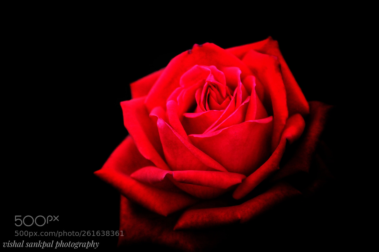 Canon EOS 1200D (EOS Rebel T5 / EOS Kiss X70 / EOS Hi) sample photo. Red rose photography
