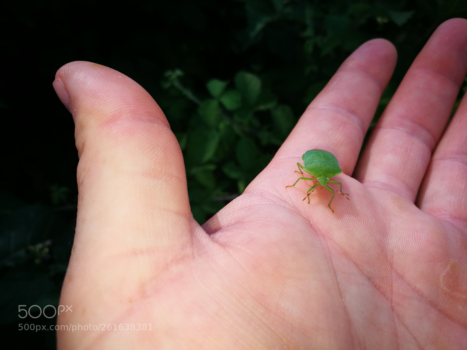 HUAWEI P9 sample photo. True bug photography
