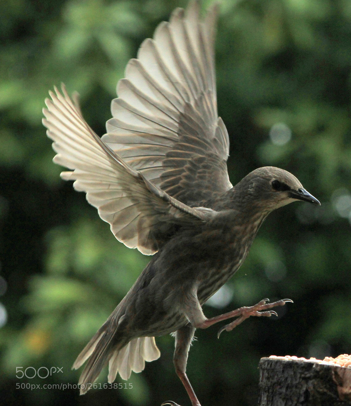 Canon EOS 550D (EOS Rebel T2i / EOS Kiss X4) sample photo. Leap of faith photography