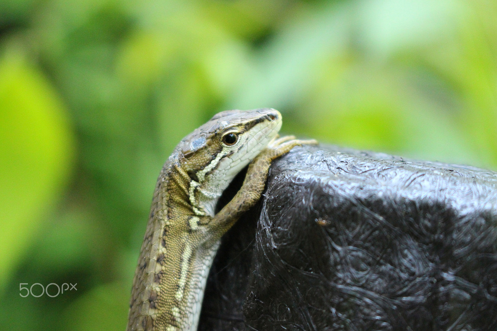 Canon EOS 100D (EOS Rebel SL1 / EOS Kiss X7) + Canon EF-S 18-55mm F3.5-5.6 IS STM sample photo. Japanese grass lizard photography