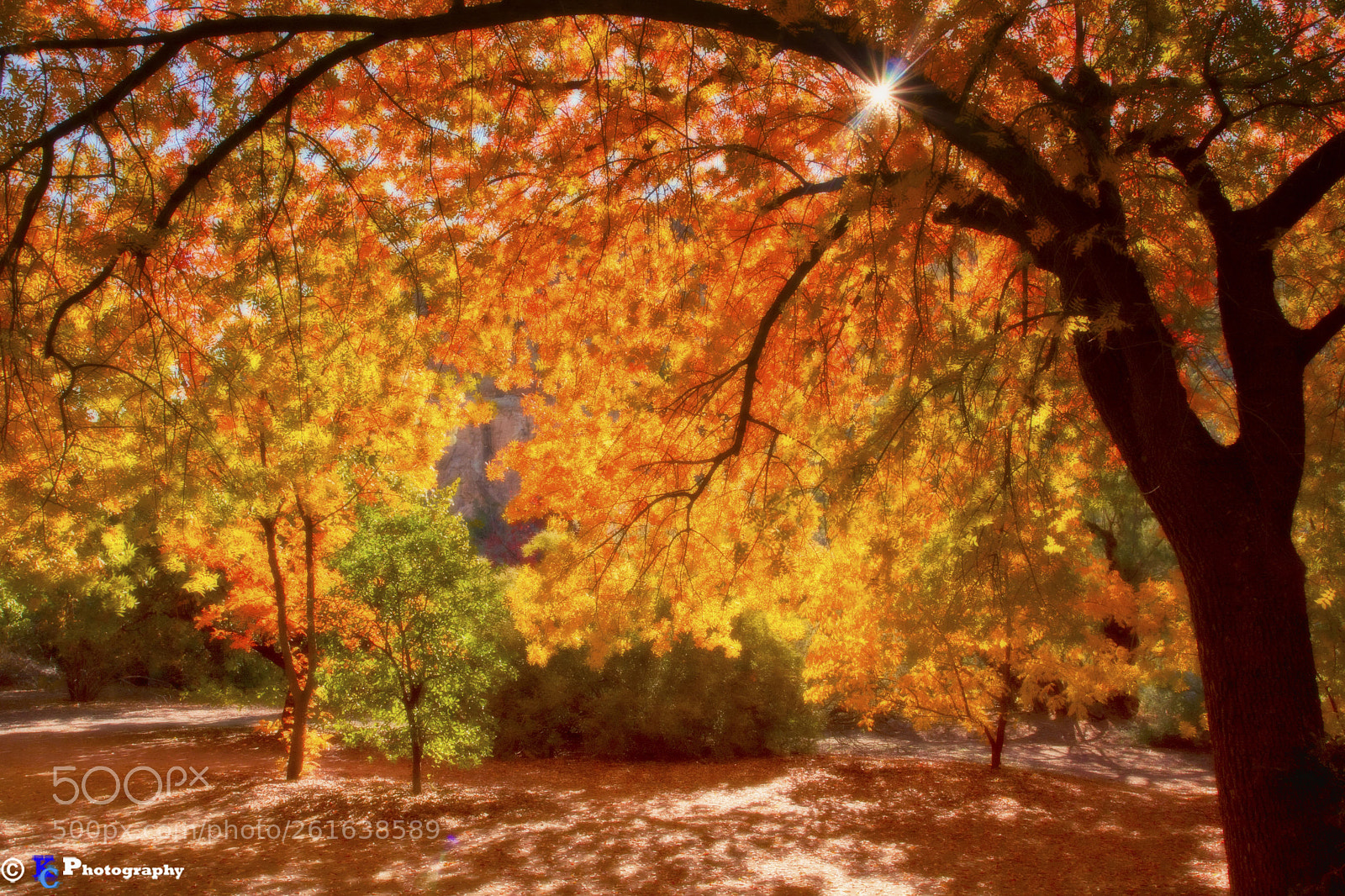 Canon EOS 40D sample photo. Shades of autumn photography