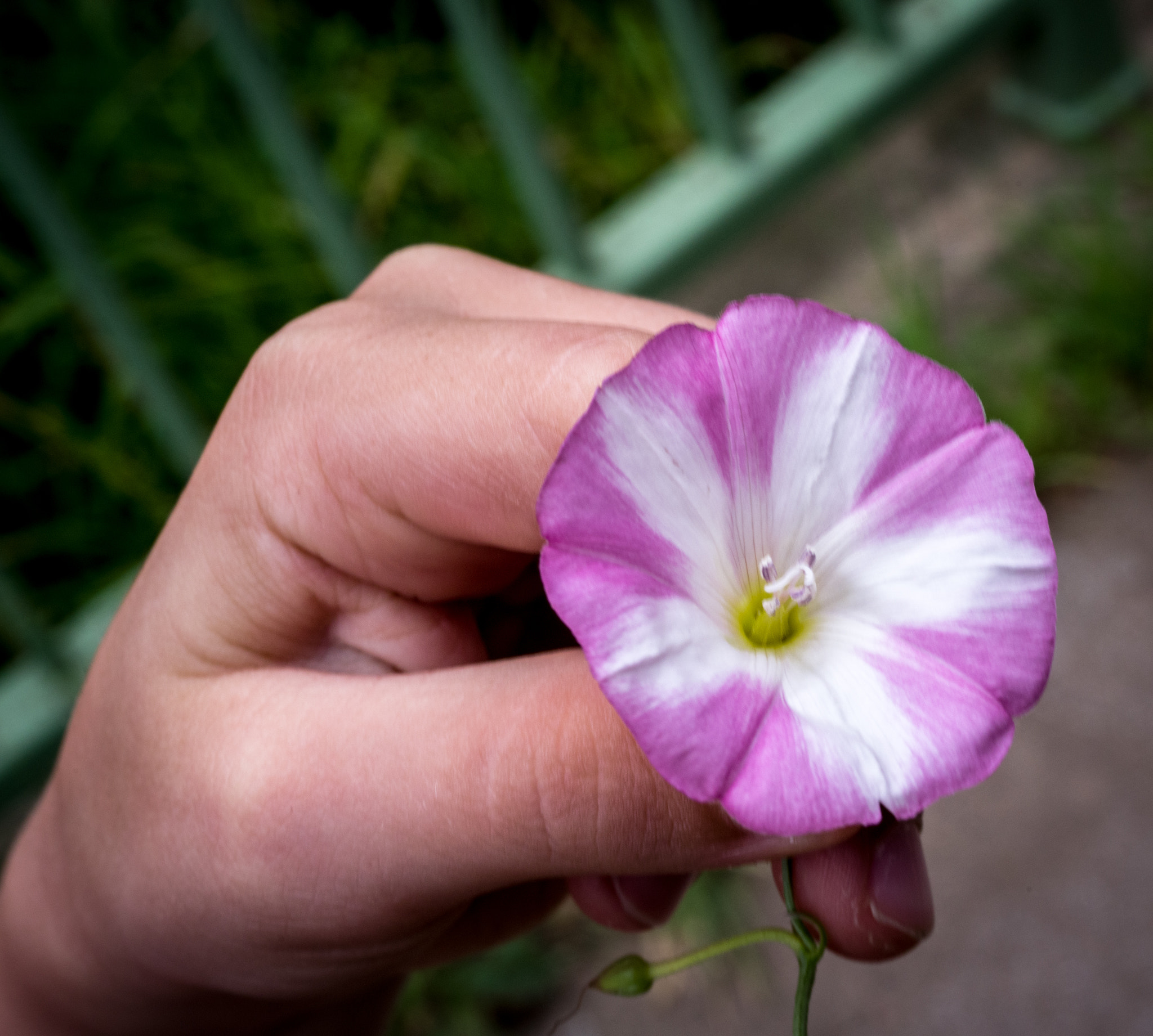 Pentax K-1 sample photo. Beauty in hand photography