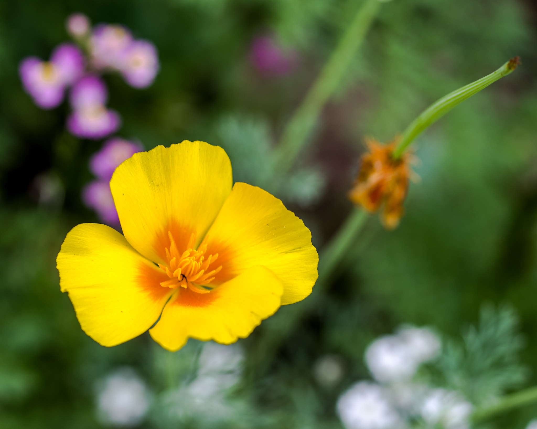 Pentax K-1 sample photo. Yellow an orange photography