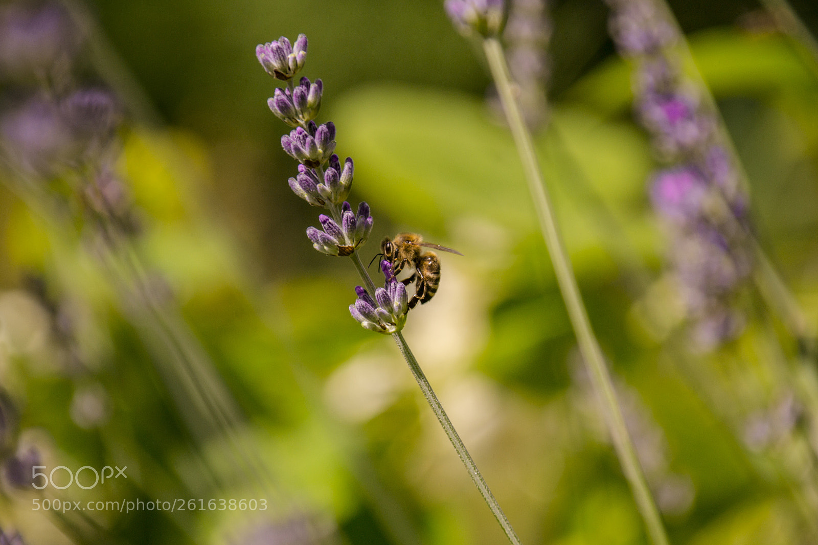Nikon D3100 sample photo. A bee on a photography