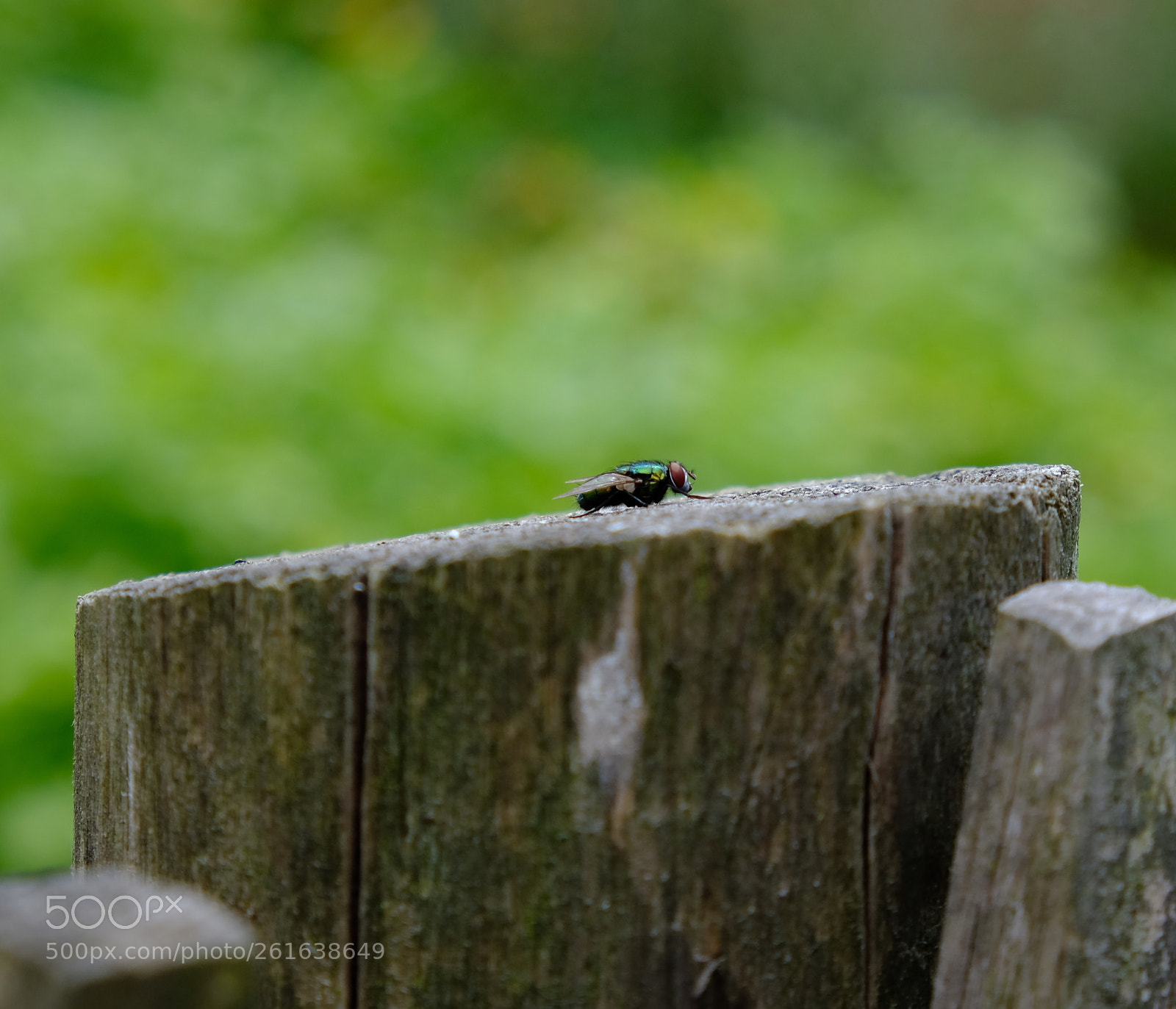 Fujifilm X-T20 sample photo. Midge photography