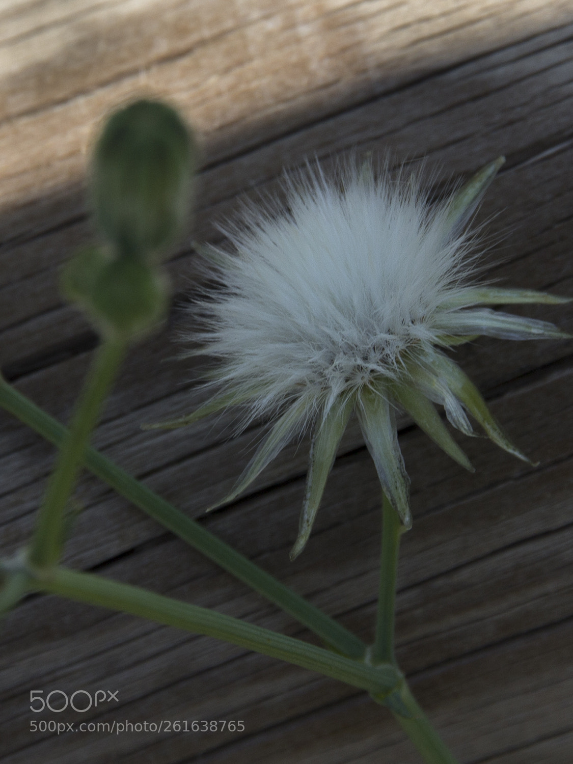 Canon EOS 600D (Rebel EOS T3i / EOS Kiss X5) sample photo. Img photography