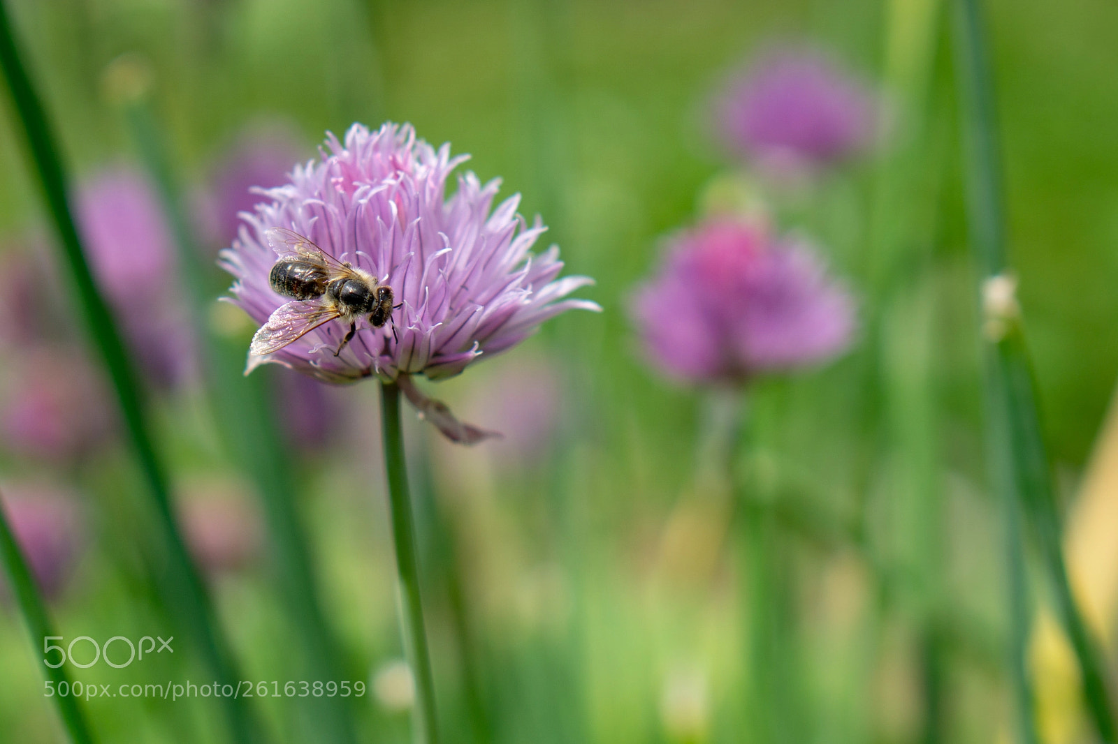 Sony a6000 sample photo. 20180526_131233.jpg photography