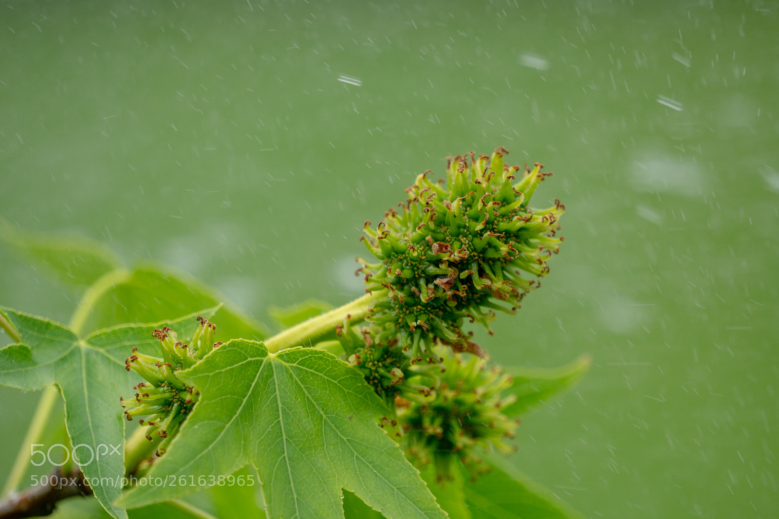 Sony a6000 sample photo. 20180520_123539.jpg photography