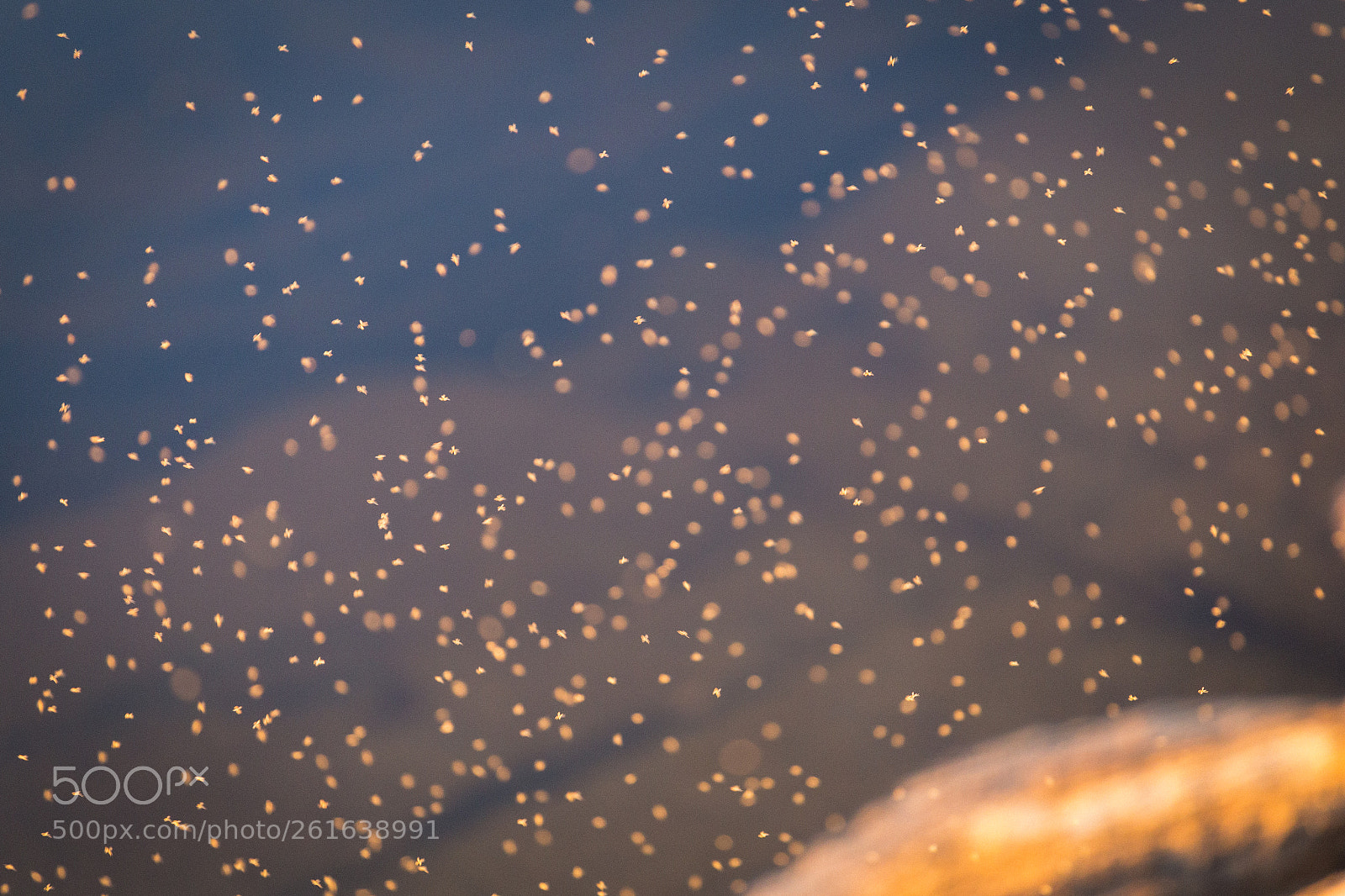 Canon EOS 6D sample photo. Midges? midges... photography