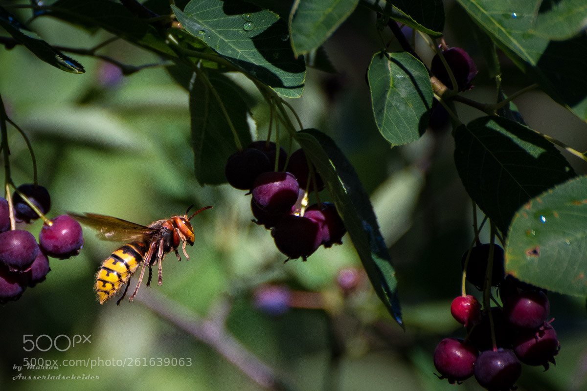 Nikon D7100 sample photo. Vespa crabro photography