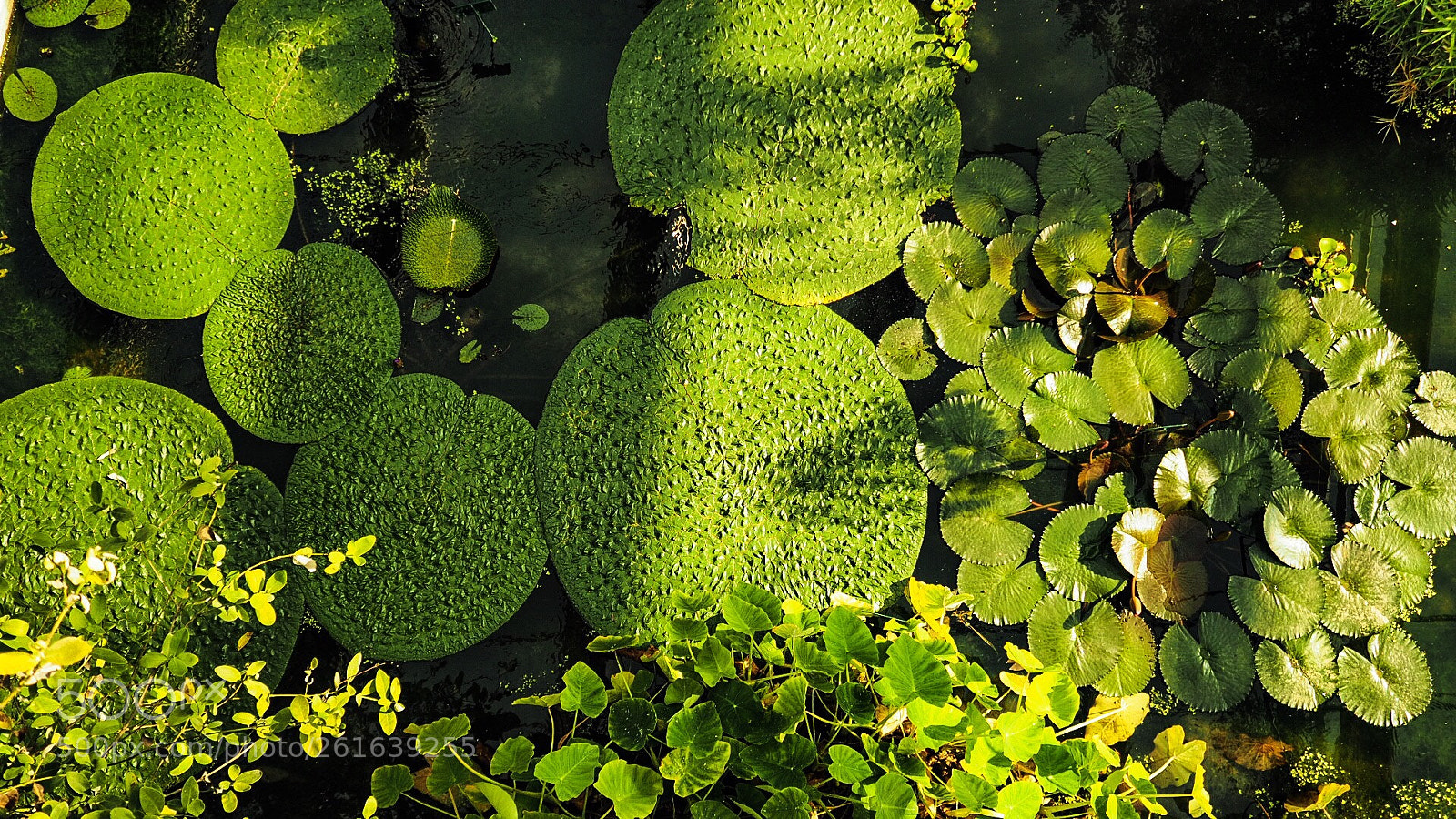 Olympus OM-D E-M10 sample photo. Orto botanico di padova photography