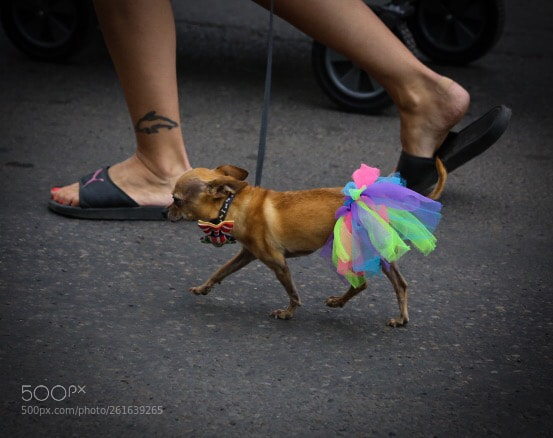 Canon EOS 6D sample photo. Pride sweetness photography