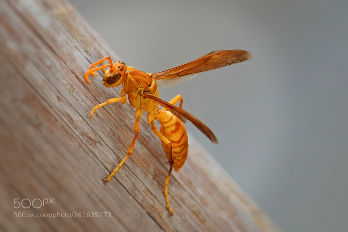 Canon EOS 1300D (EOS Rebel T6 / EOS Kiss X80) sample photo. Indian wasps photography