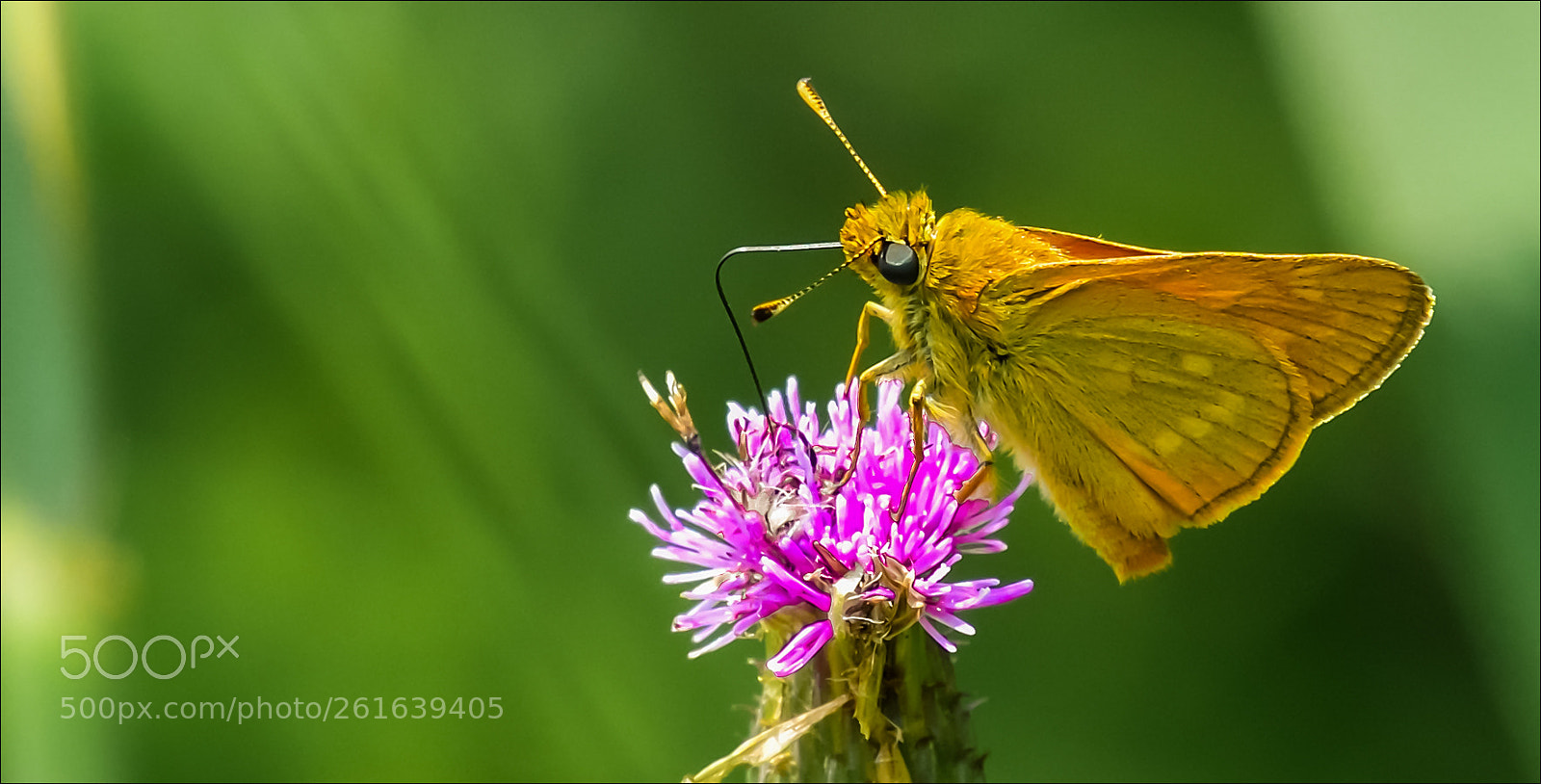 Nikon D500 sample photo. Groot dikkopje (hesperiidae) photography