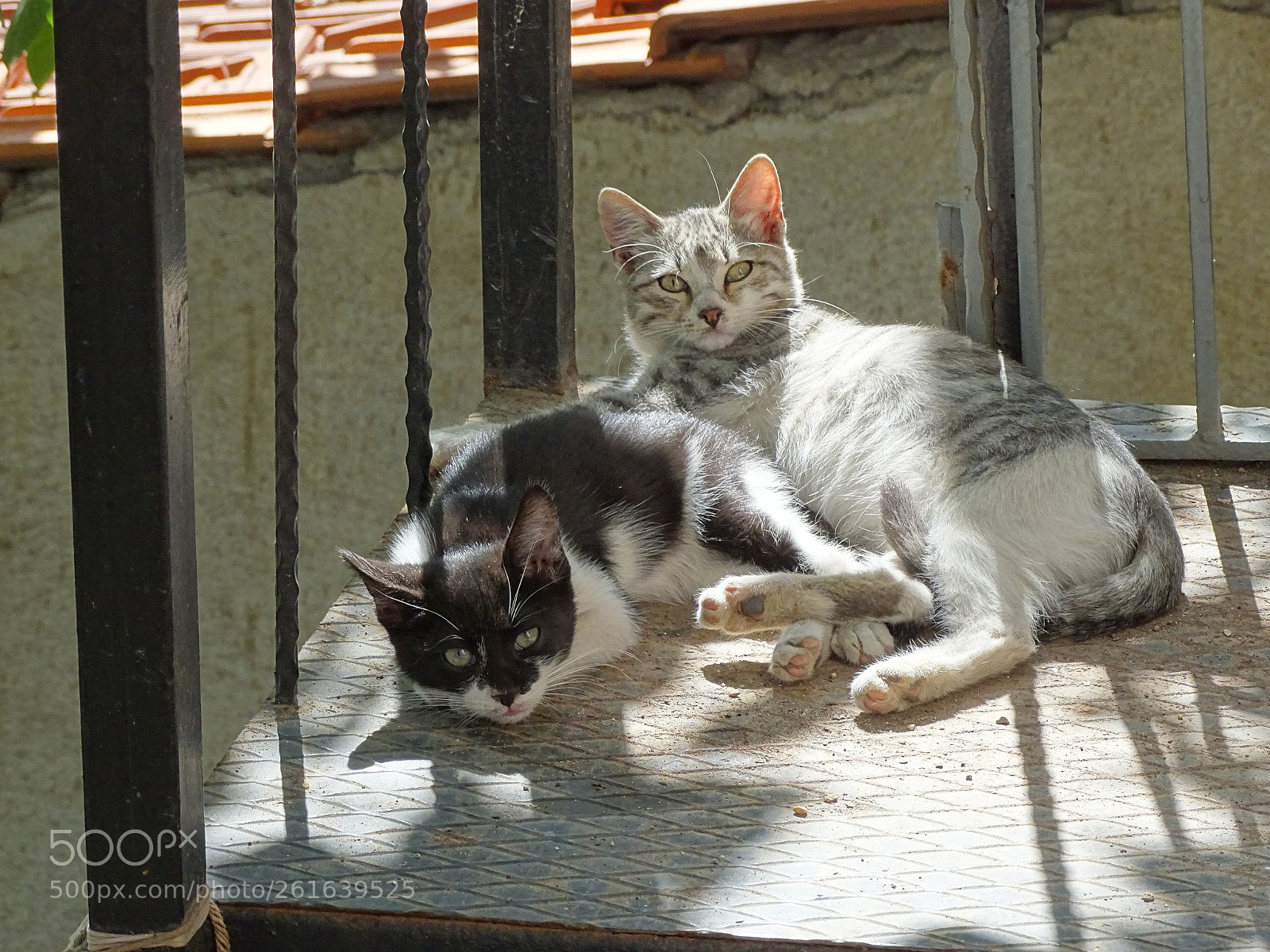 Sony Cyber-shot DSC-HX400V sample photo. Dsc photography