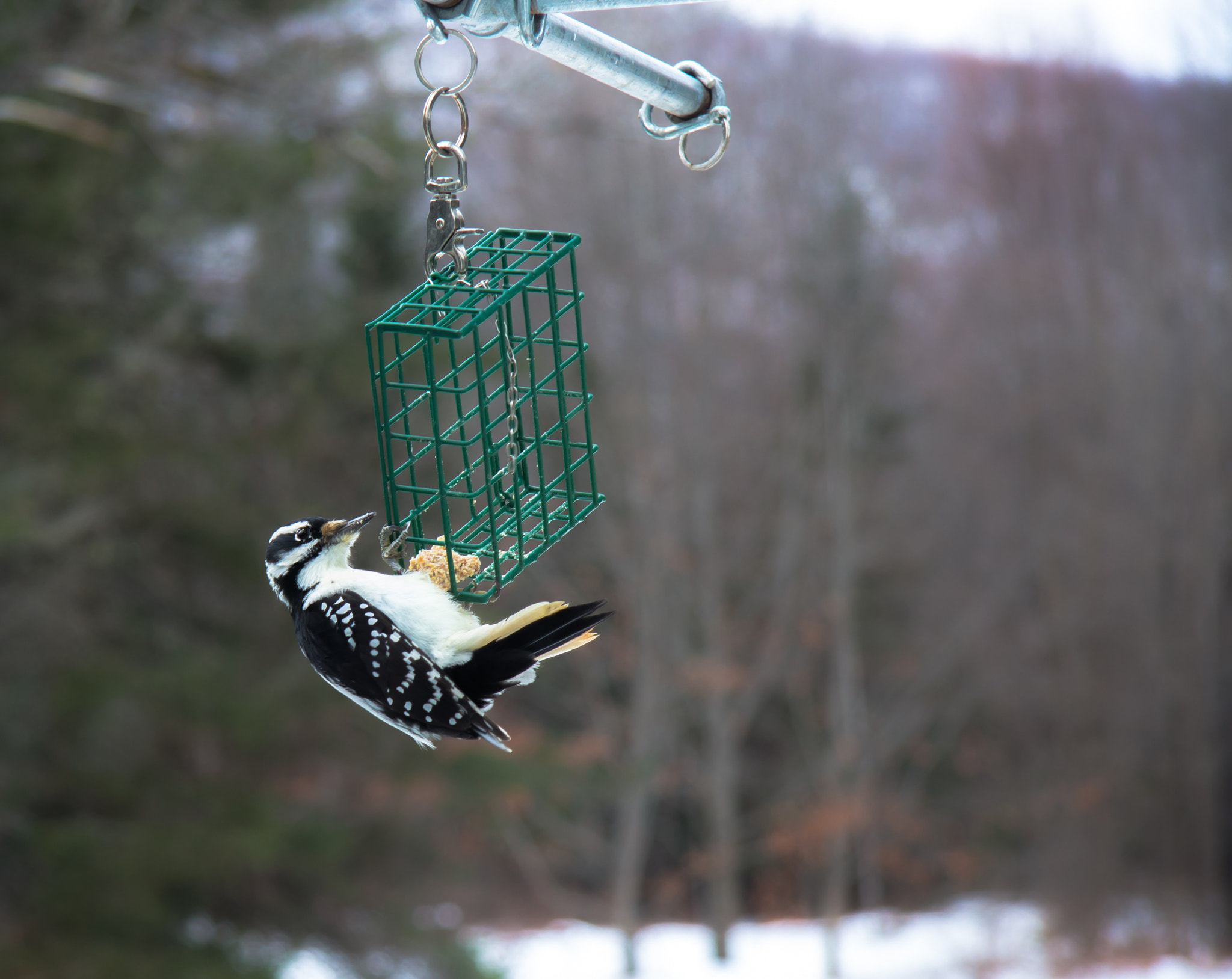 Canon EOS 700D (EOS Rebel T5i / EOS Kiss X7i) sample photo. Hanging around for lunch photography