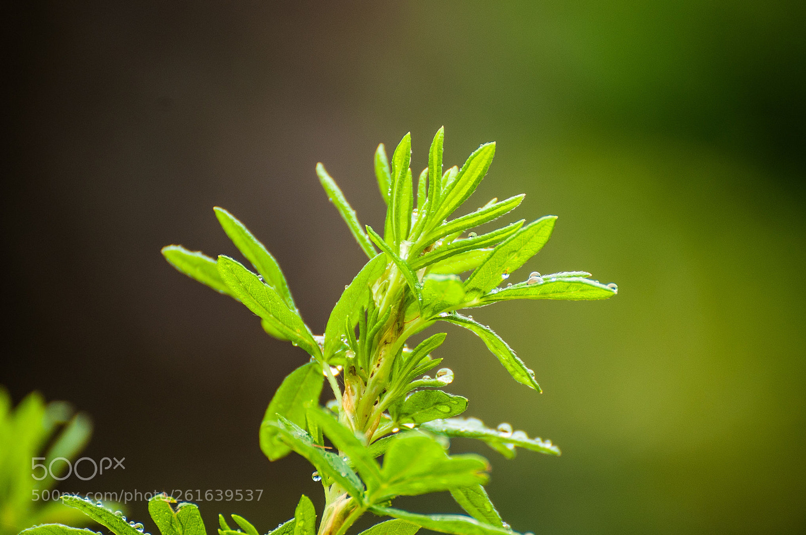 Nikon D300 sample photo. Bokeh photography