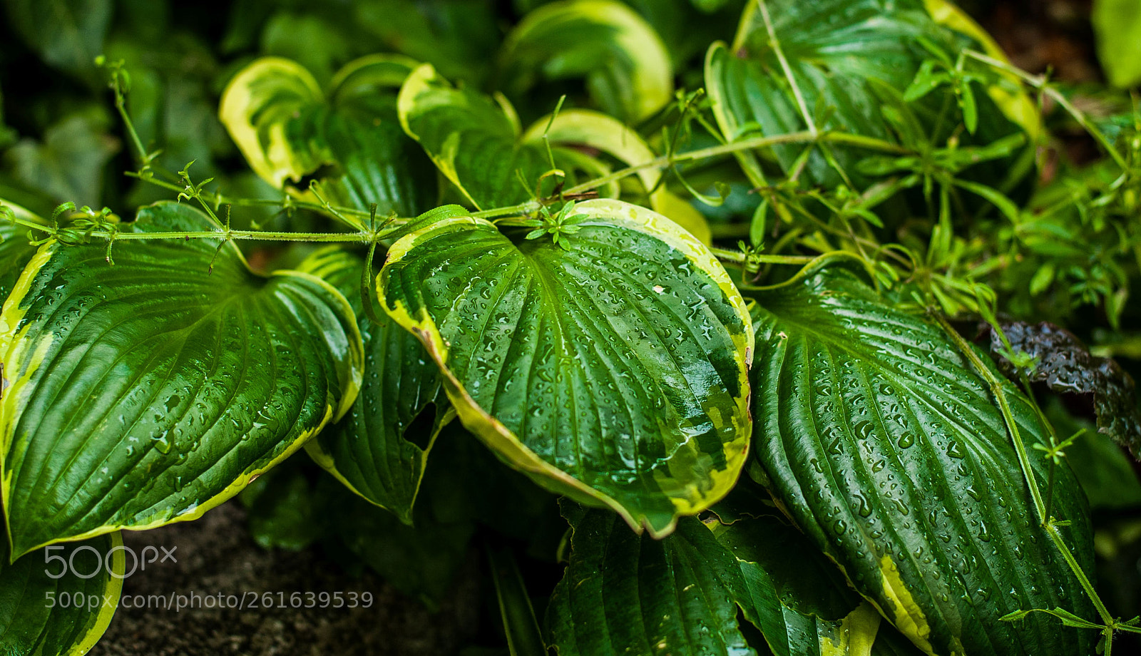 Nikon D300 sample photo. Green photography