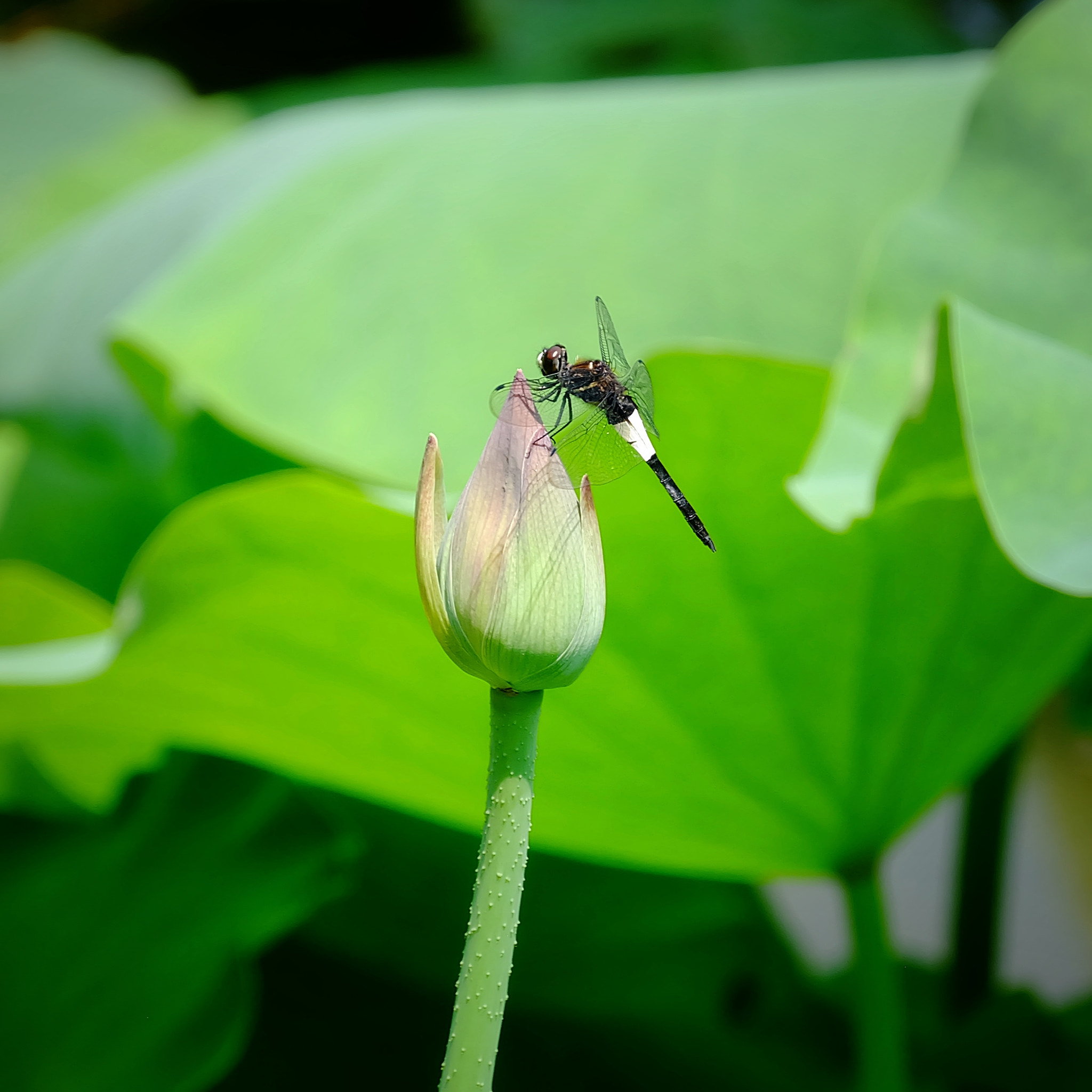 Fujifilm X-A2 sample photo