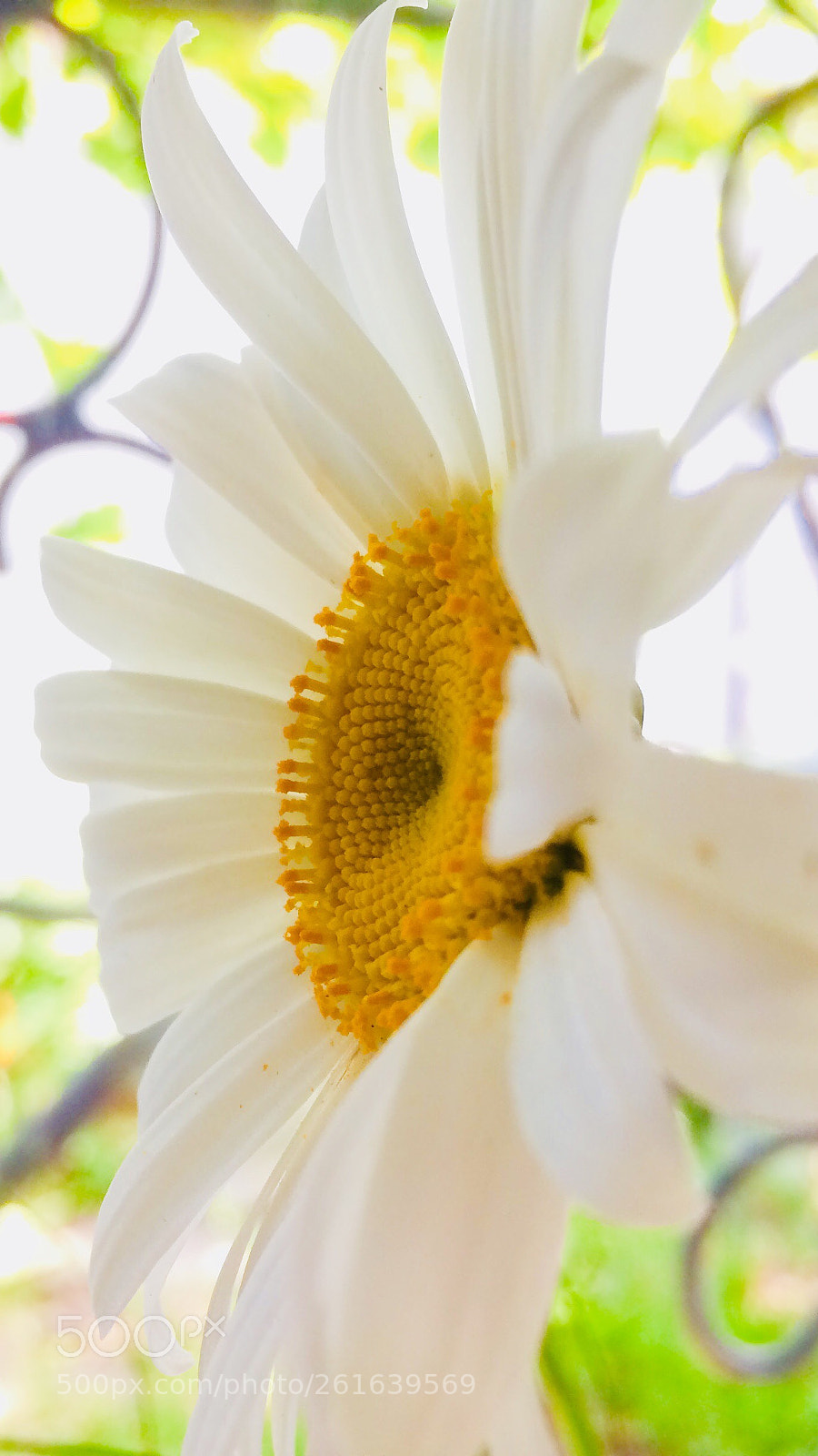 Apple iPhone 5s sample photo. You keep coming alive  photography