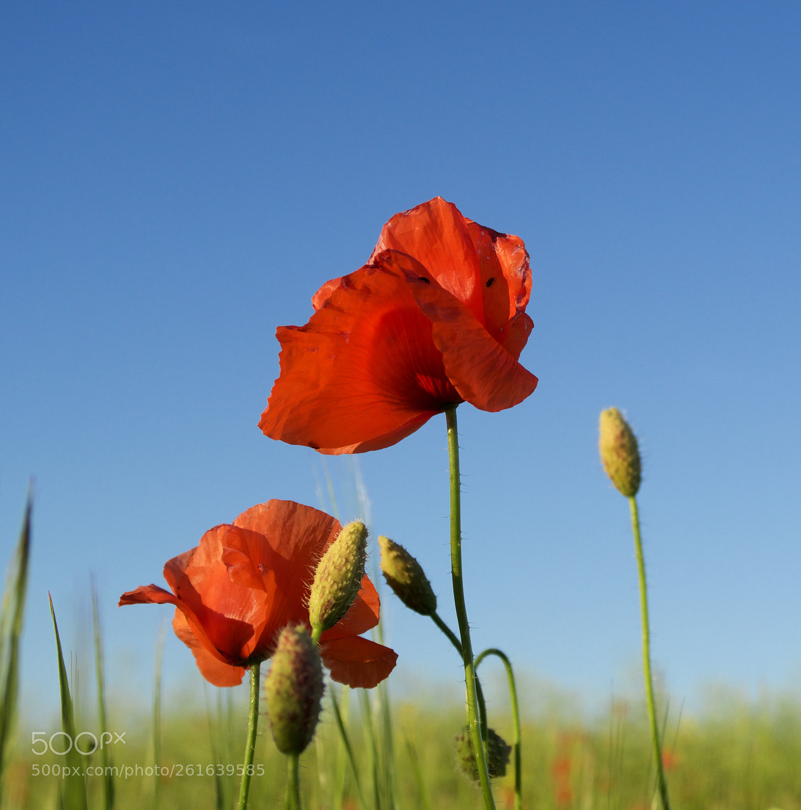 Canon PowerShot G7 X Mark II sample photo. Red poppies photography