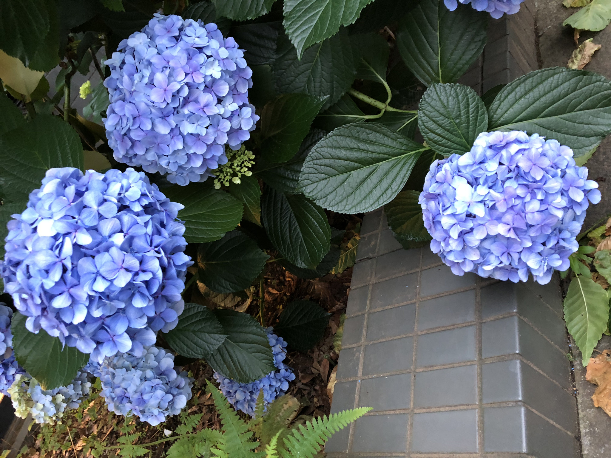 Apple iPhone 8 sample photo