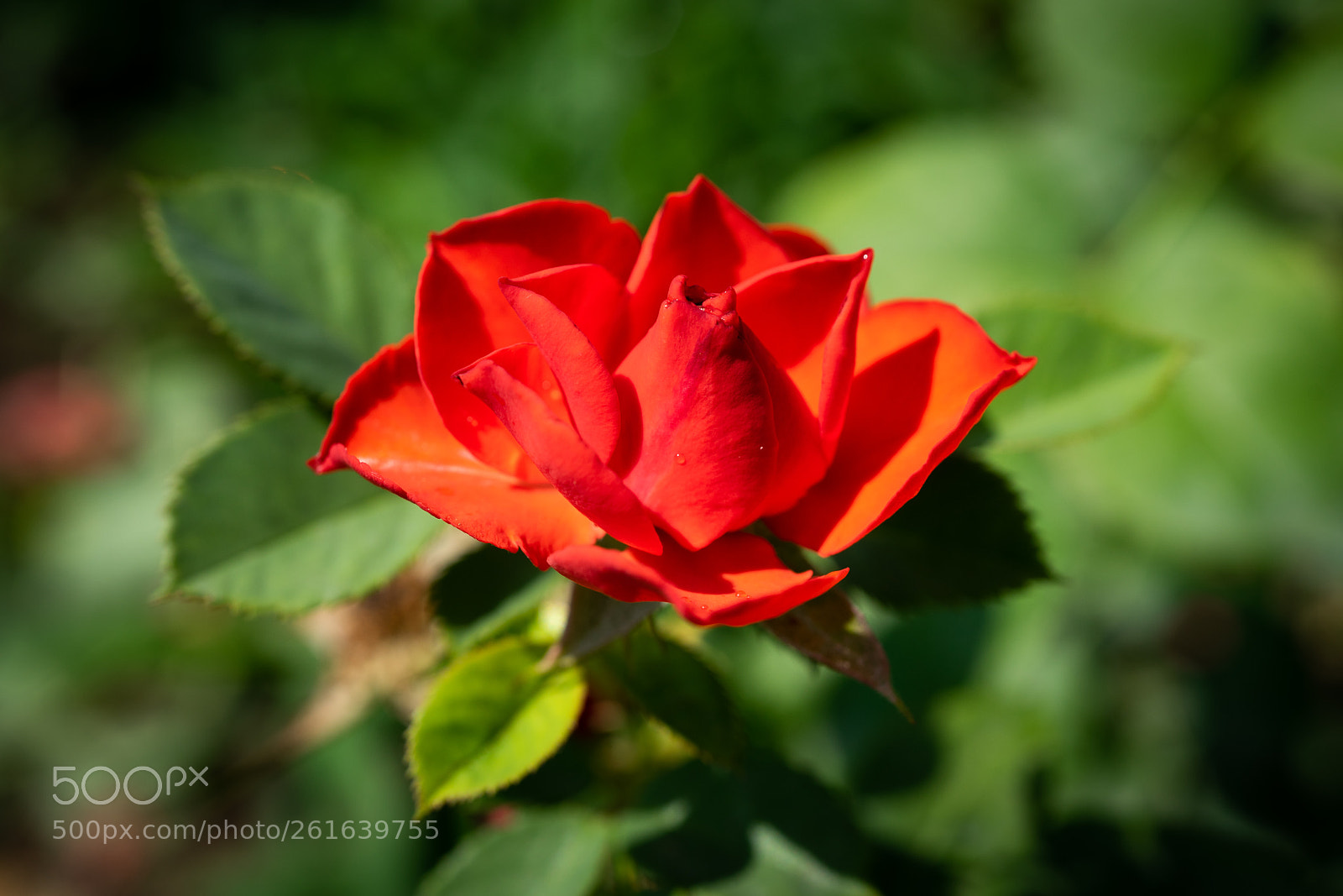Sony a7 sample photo. Untitled photography