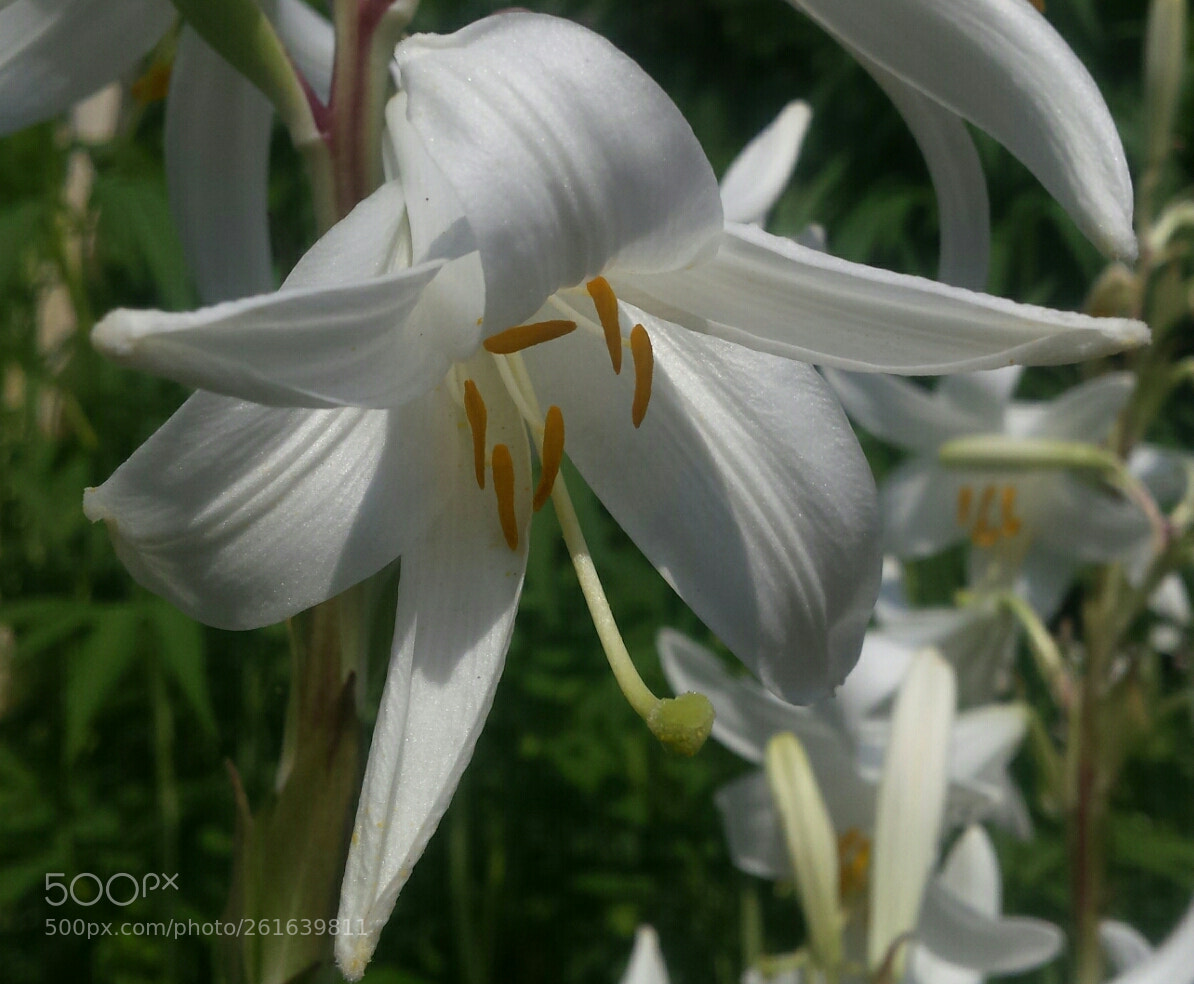 Samsung Galaxy S4 sample photo. Untitled photography