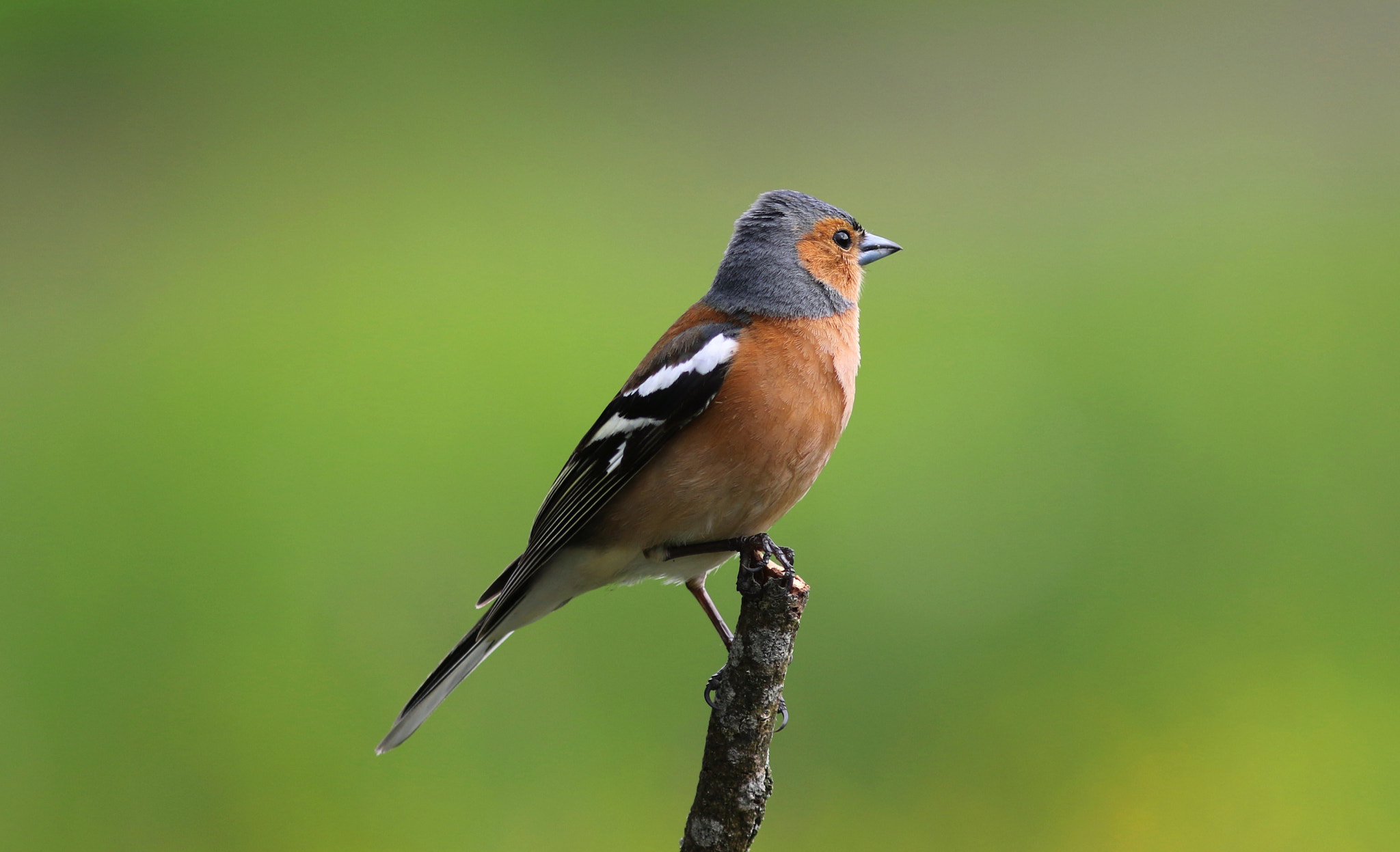 Canon EF 300mm F4L IS USM sample photo. Male chaffinch photography