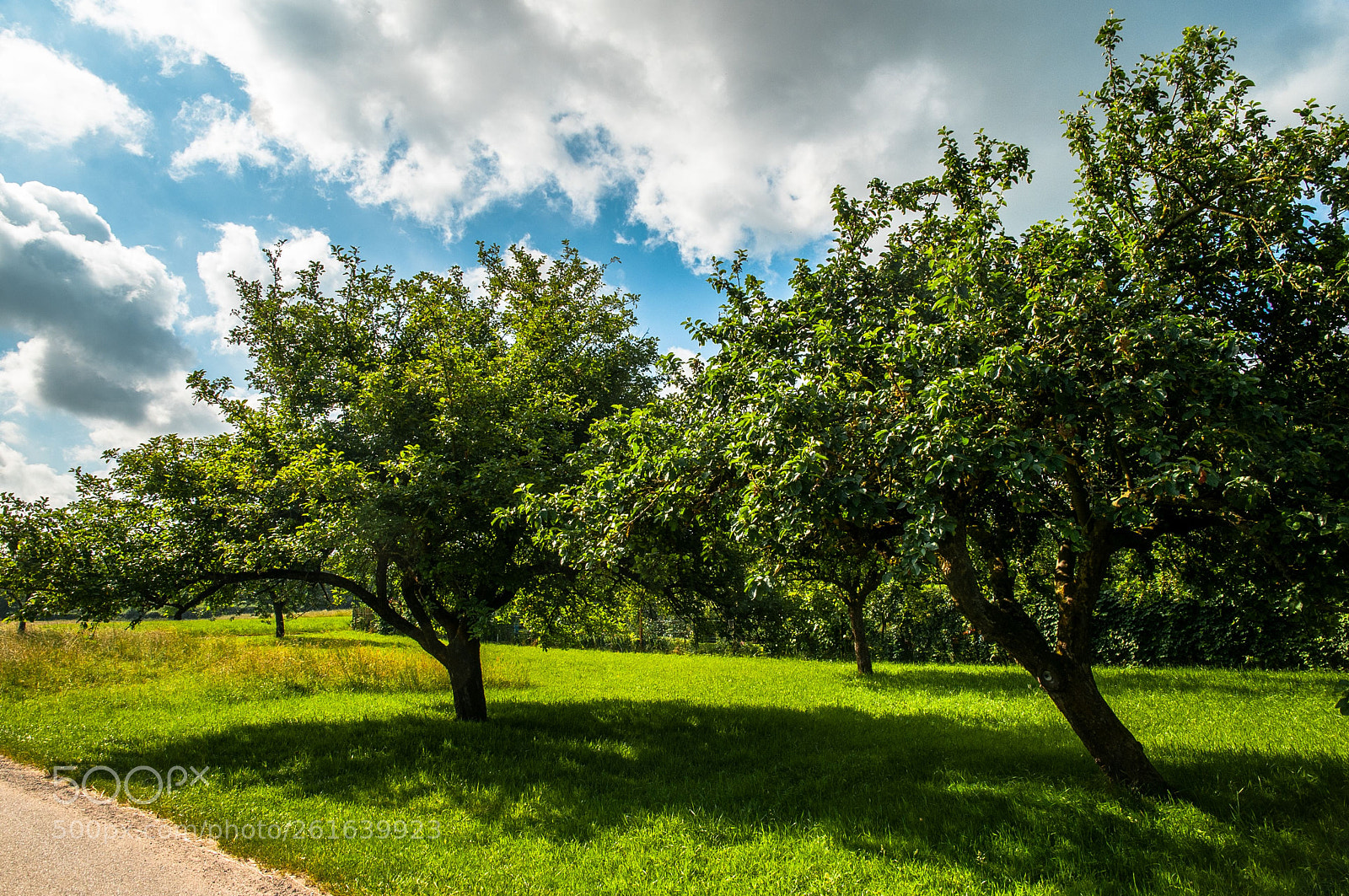Nikon D300 sample photo. Am wegesrand photography