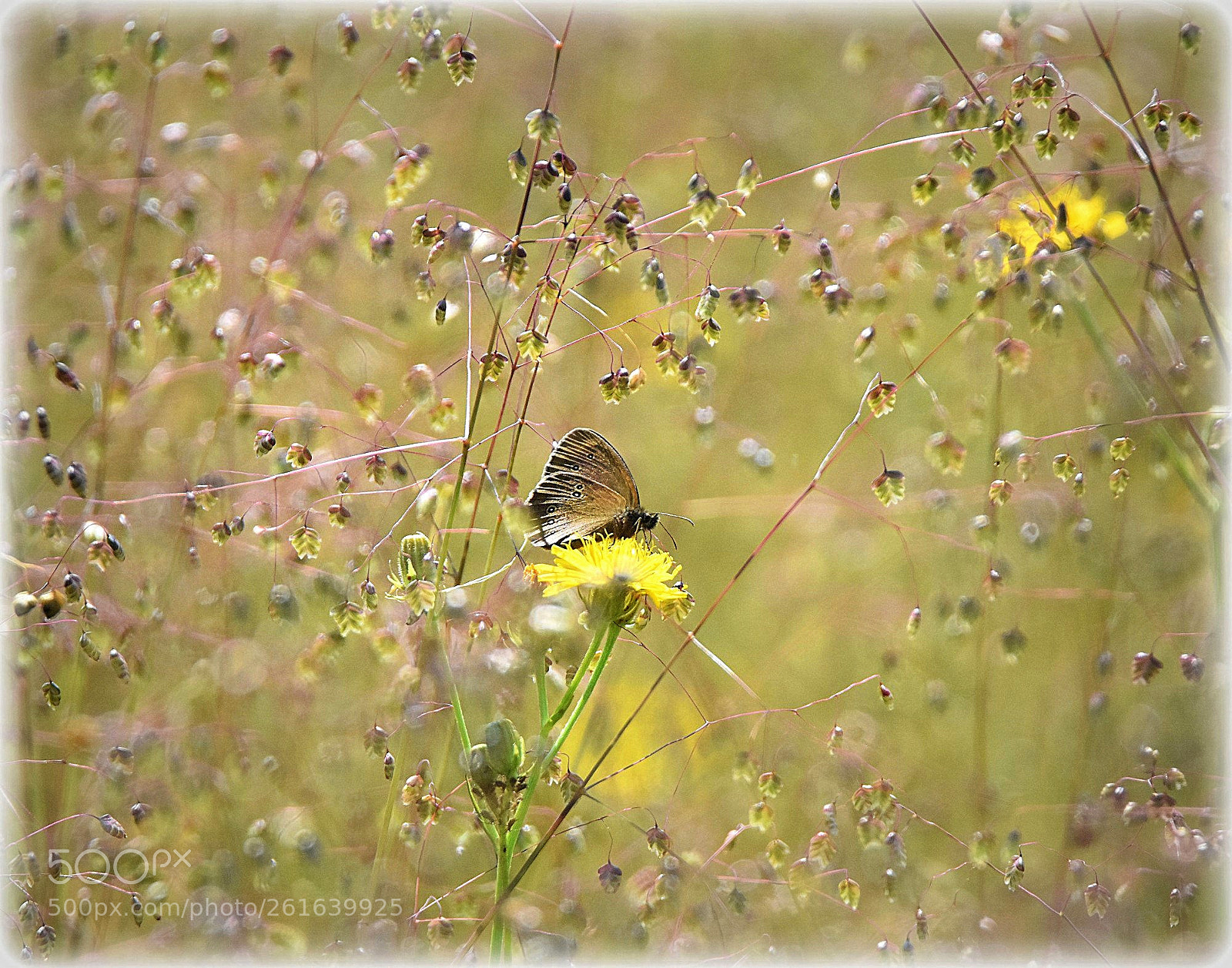 Nikon D7200 sample photo. "butterfly in horsetailgras" photography
