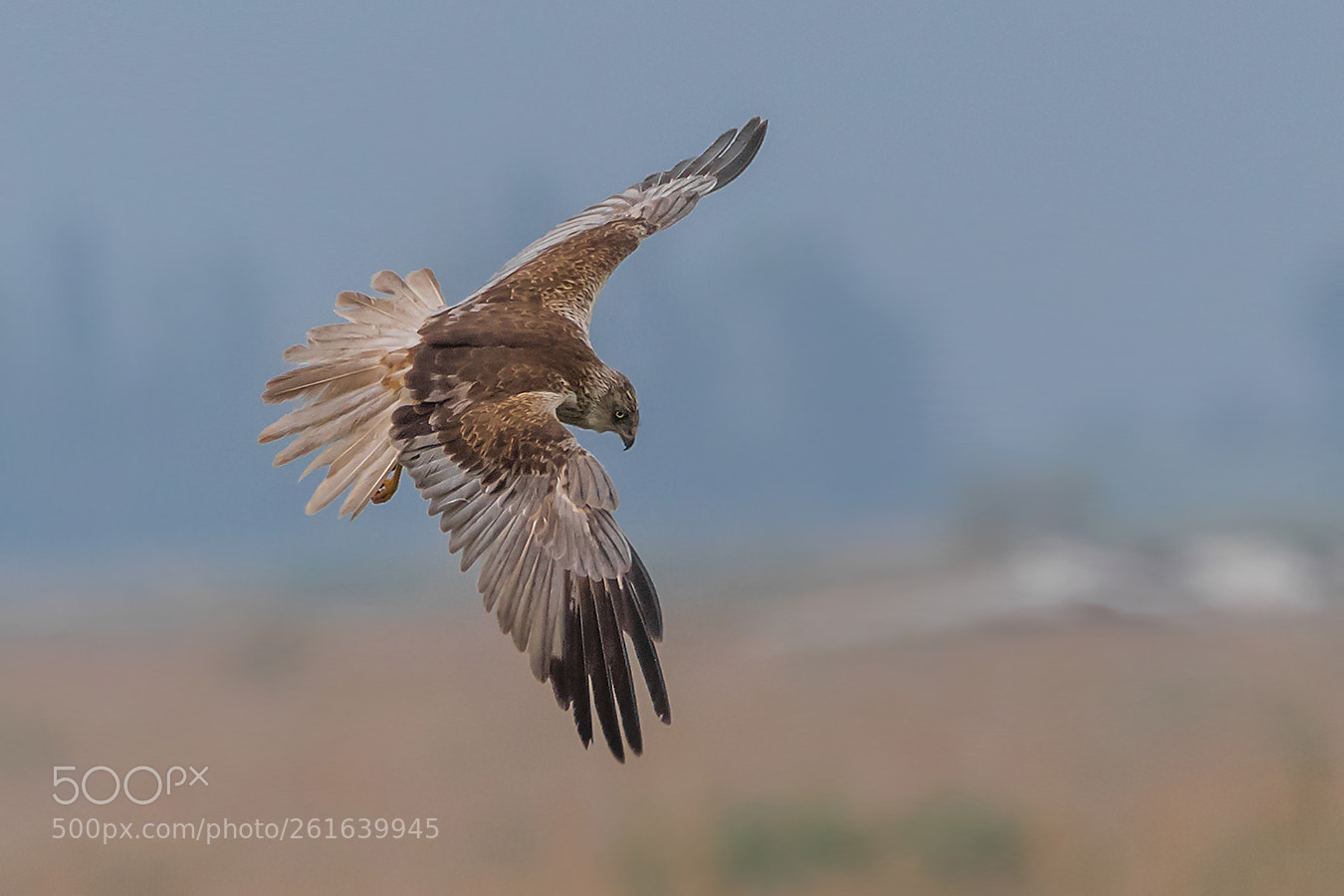 Canon EOS 7D Mark II sample photo. Rohrweihe photography