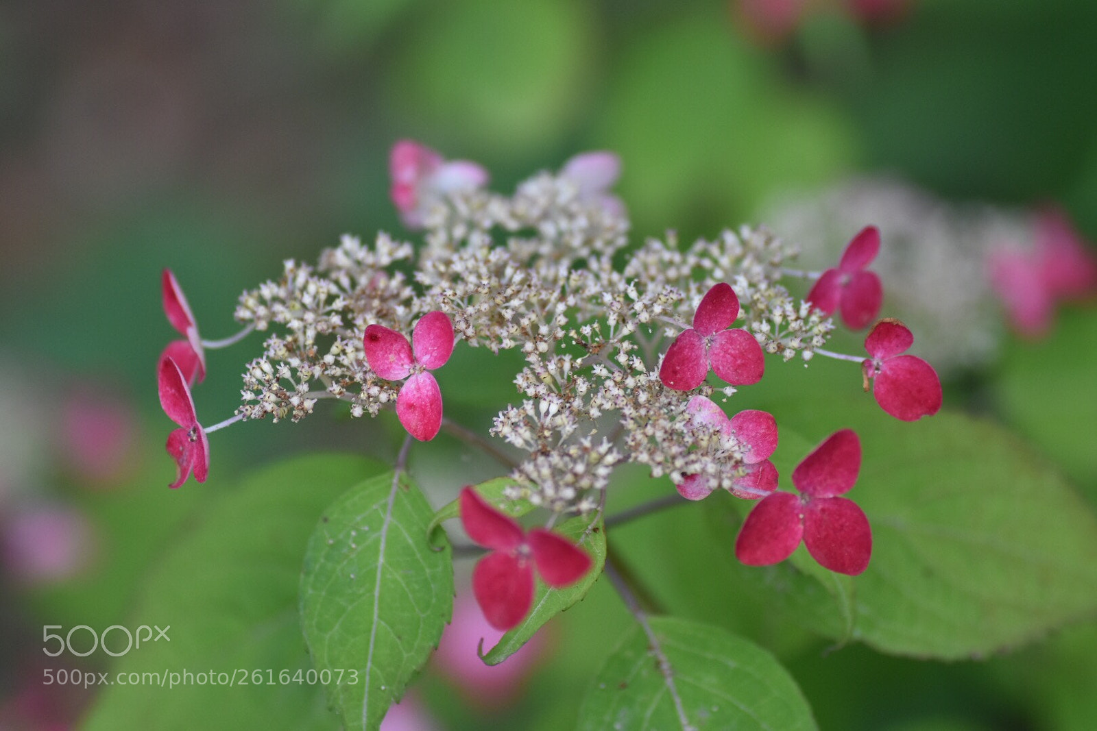 Nikon D7200 sample photo. Hydrangea？ photography