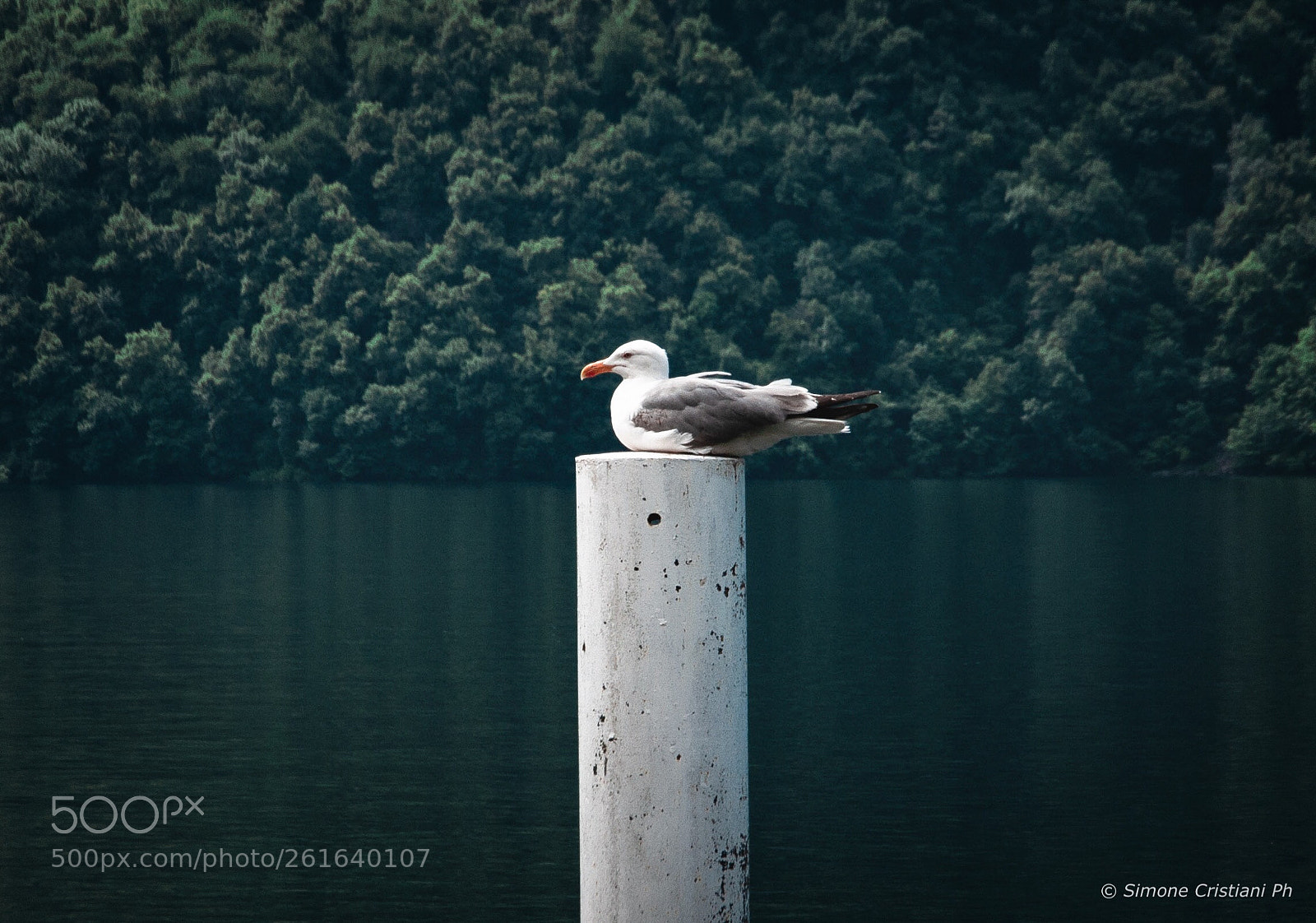 Nikon D90 sample photo. Seagull in relax  photography