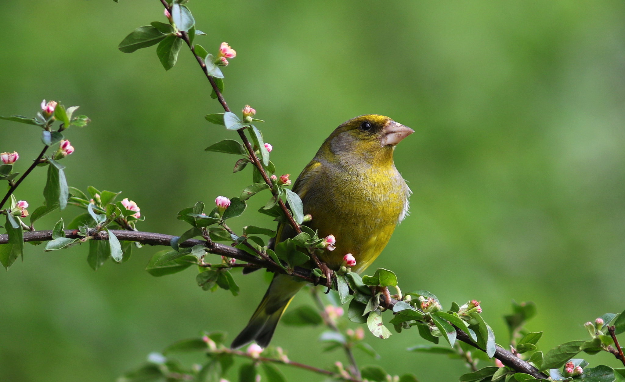 Canon EF 300mm F4L IS USM sample photo. Male greenfinch photography