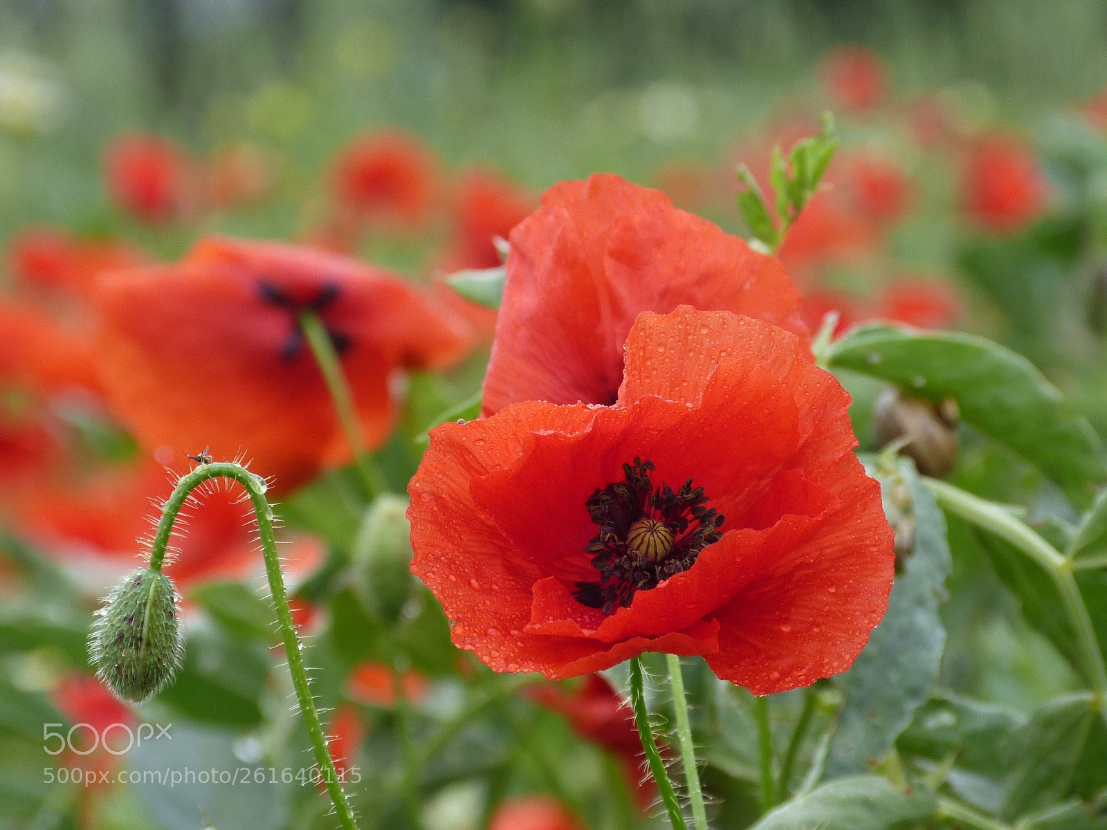 Panasonic Lumix DMC-FZ150 sample photo. Poppy life photography