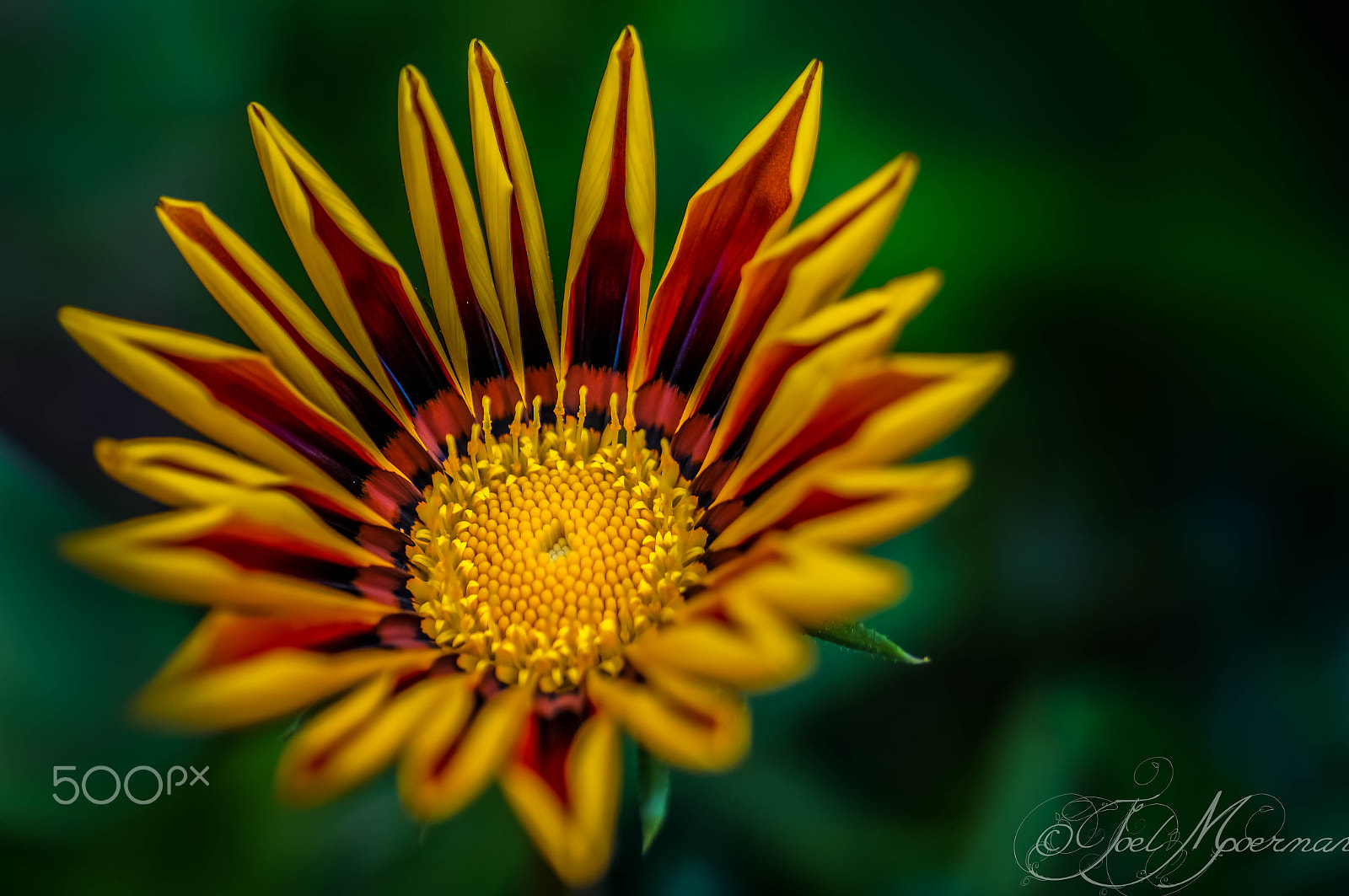 Sony SLT-A57 sample photo. Beauty in nature ! photography