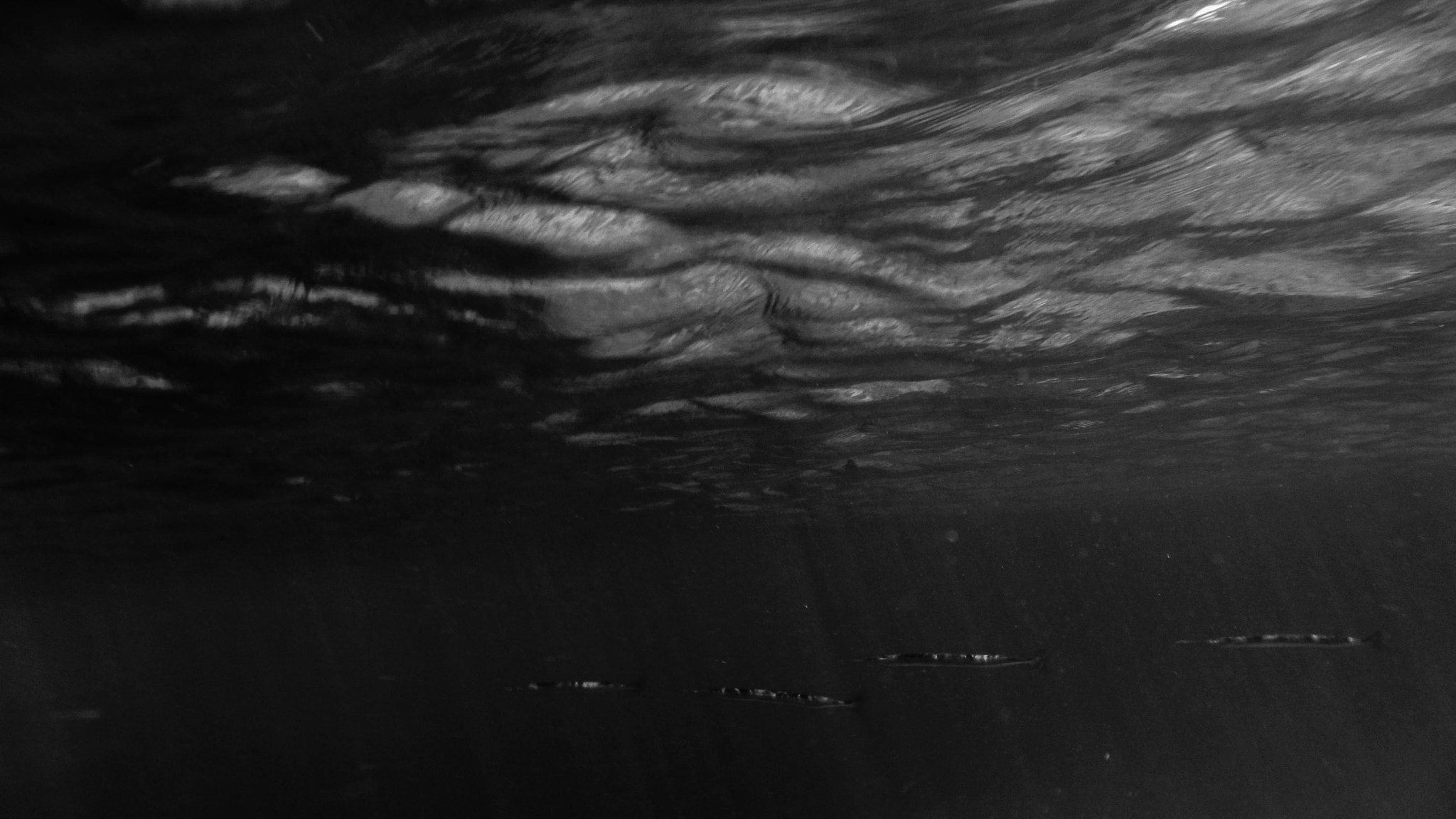 Canon PowerShot SX220 HS sample photo. Underwater b/w photography