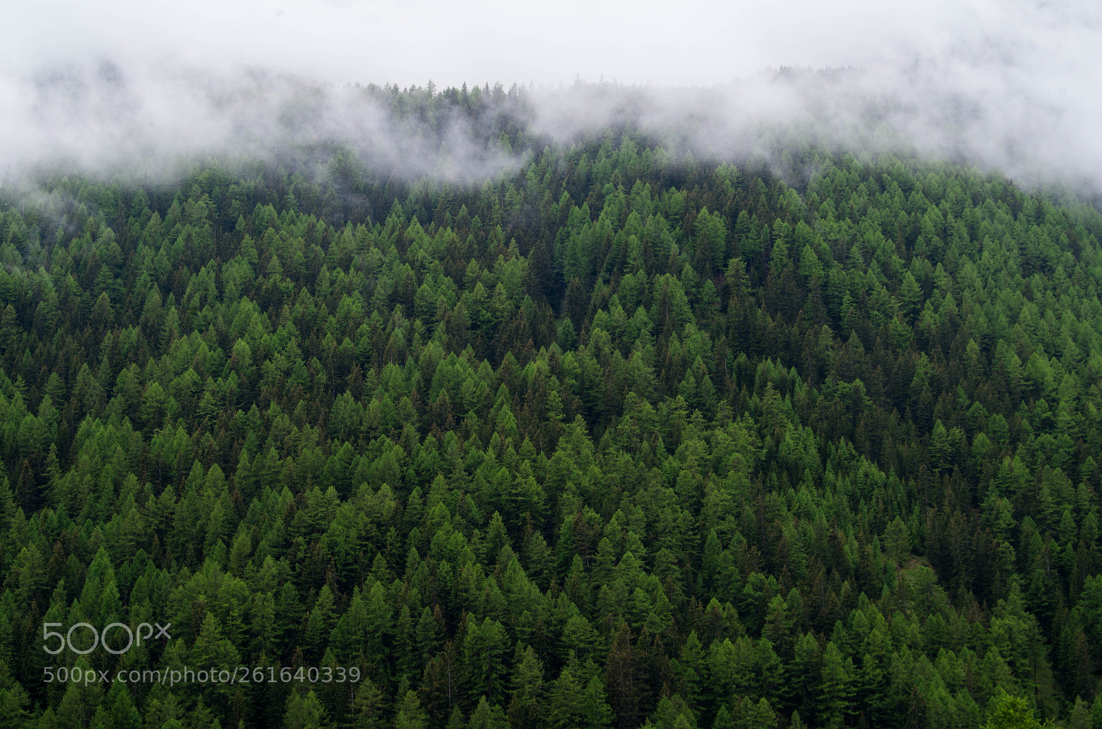Pentax K-30 sample photo. Green forest photography