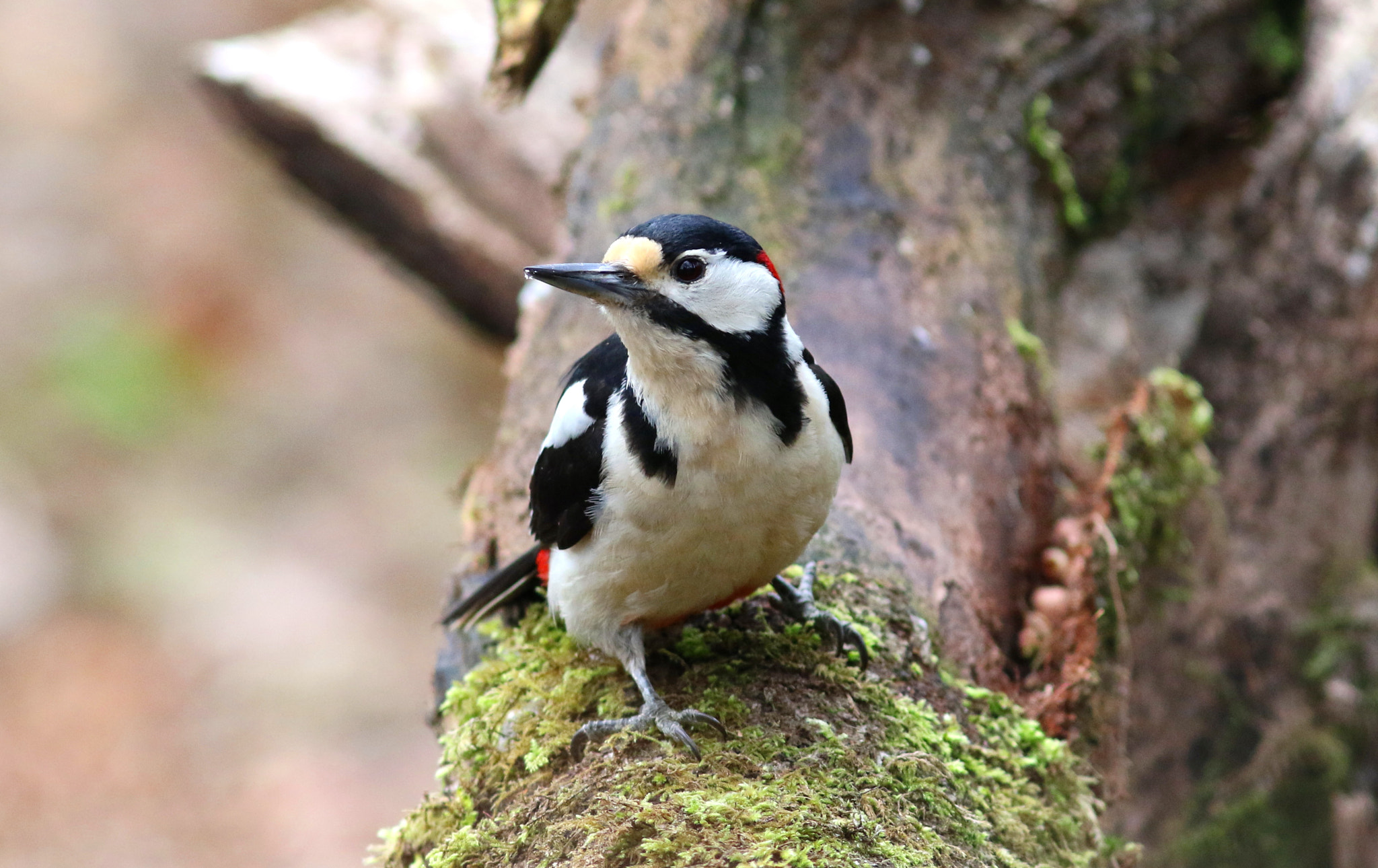 Canon EOS 7D Mark II sample photo. Great spotted wood pecker photography